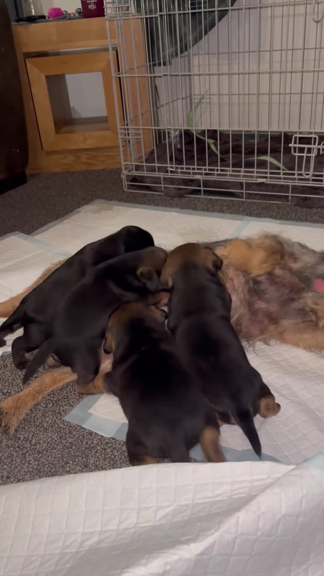 Border Terrier dogs for sale: Pedigree border terrier puppies - Video 1