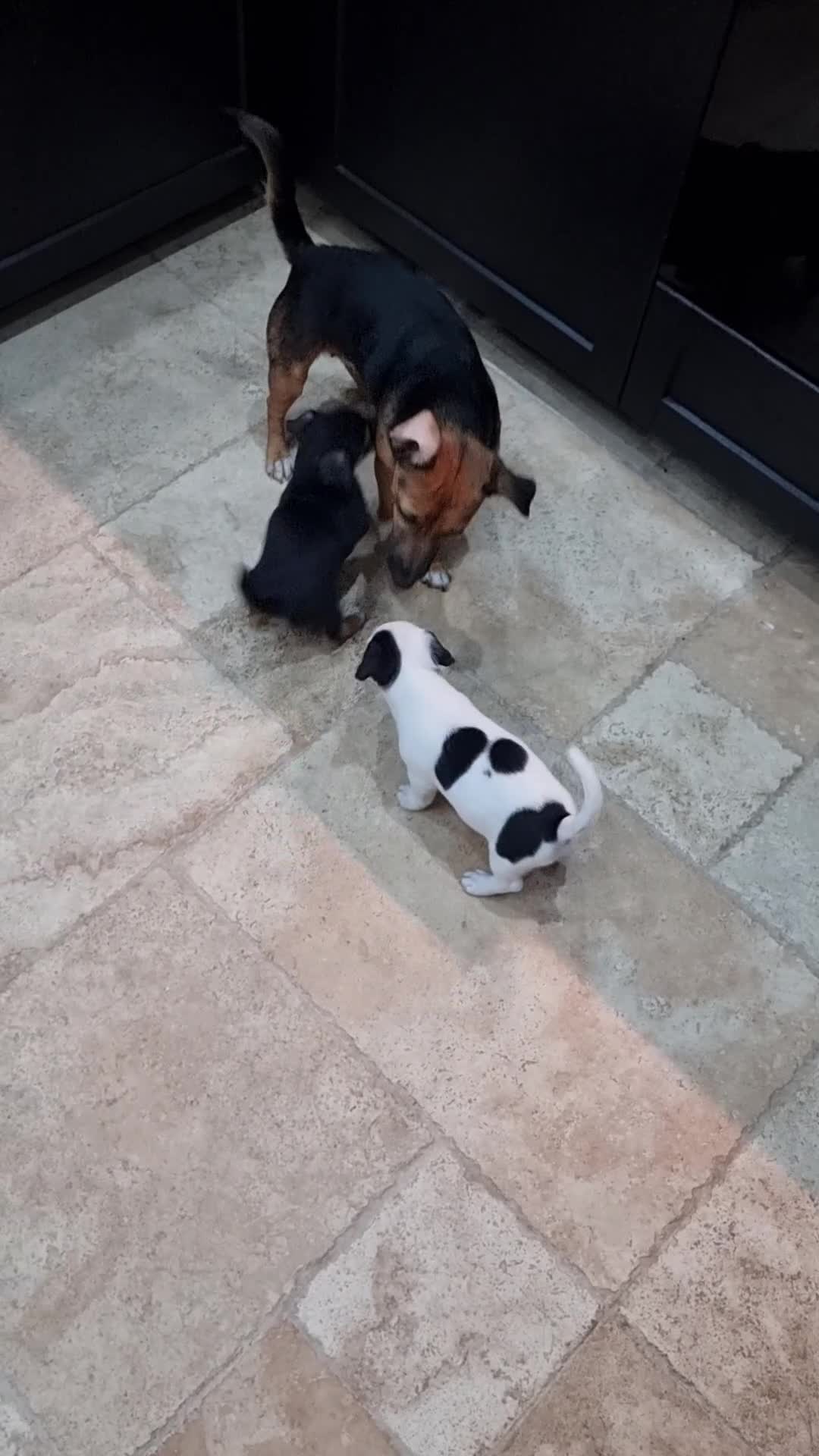Jack Russell dogs for sale: Jack russel puppies one boy left - Video 2