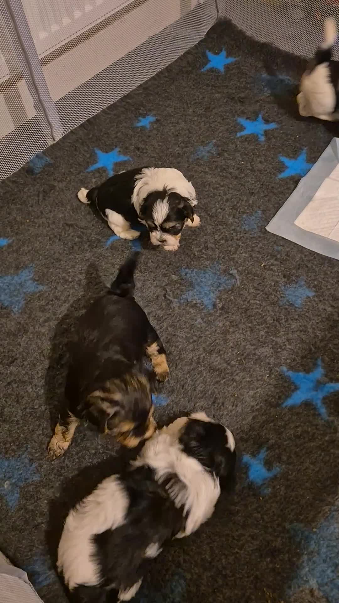 Shorkie dogs for sale: SHORKIE / SHISH TUZ - Video 1