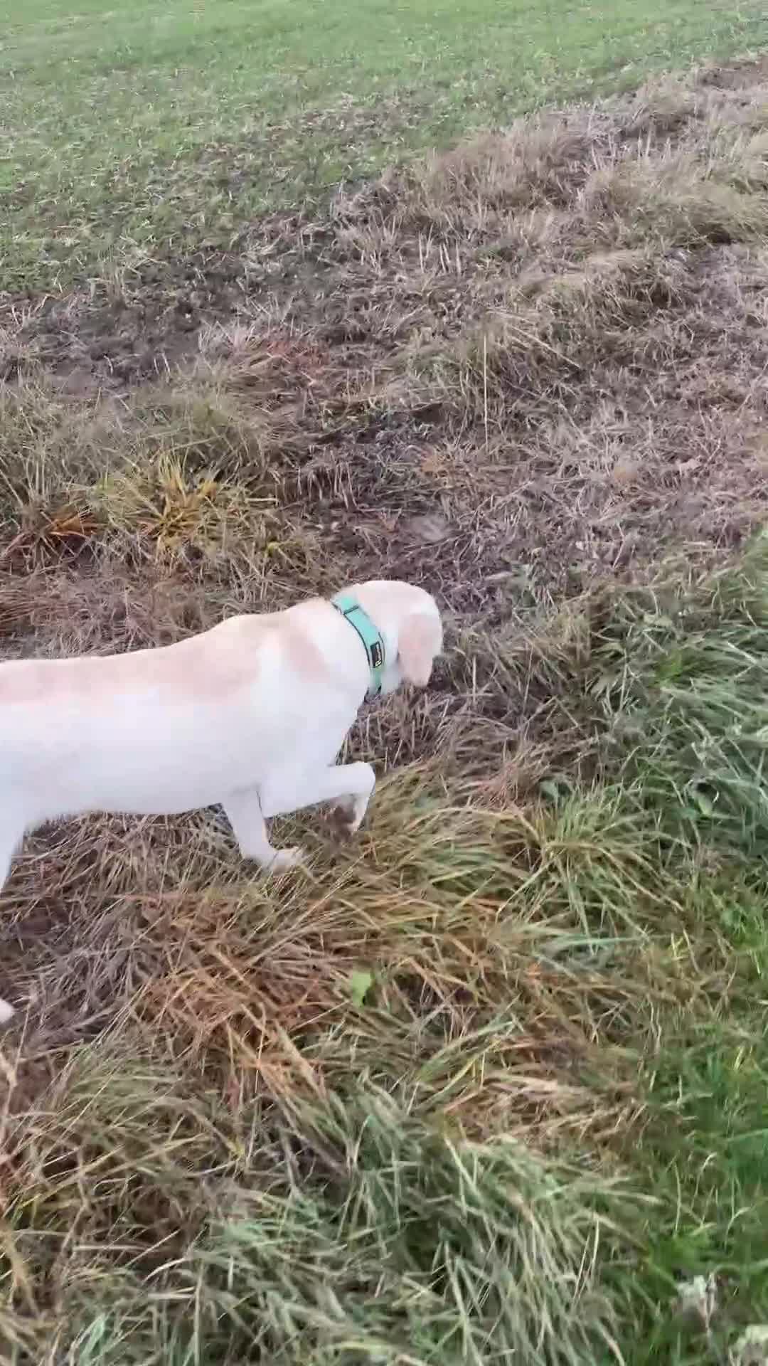 Labrador Retriever dogs for sale: 9 month old Willow  - Video 1