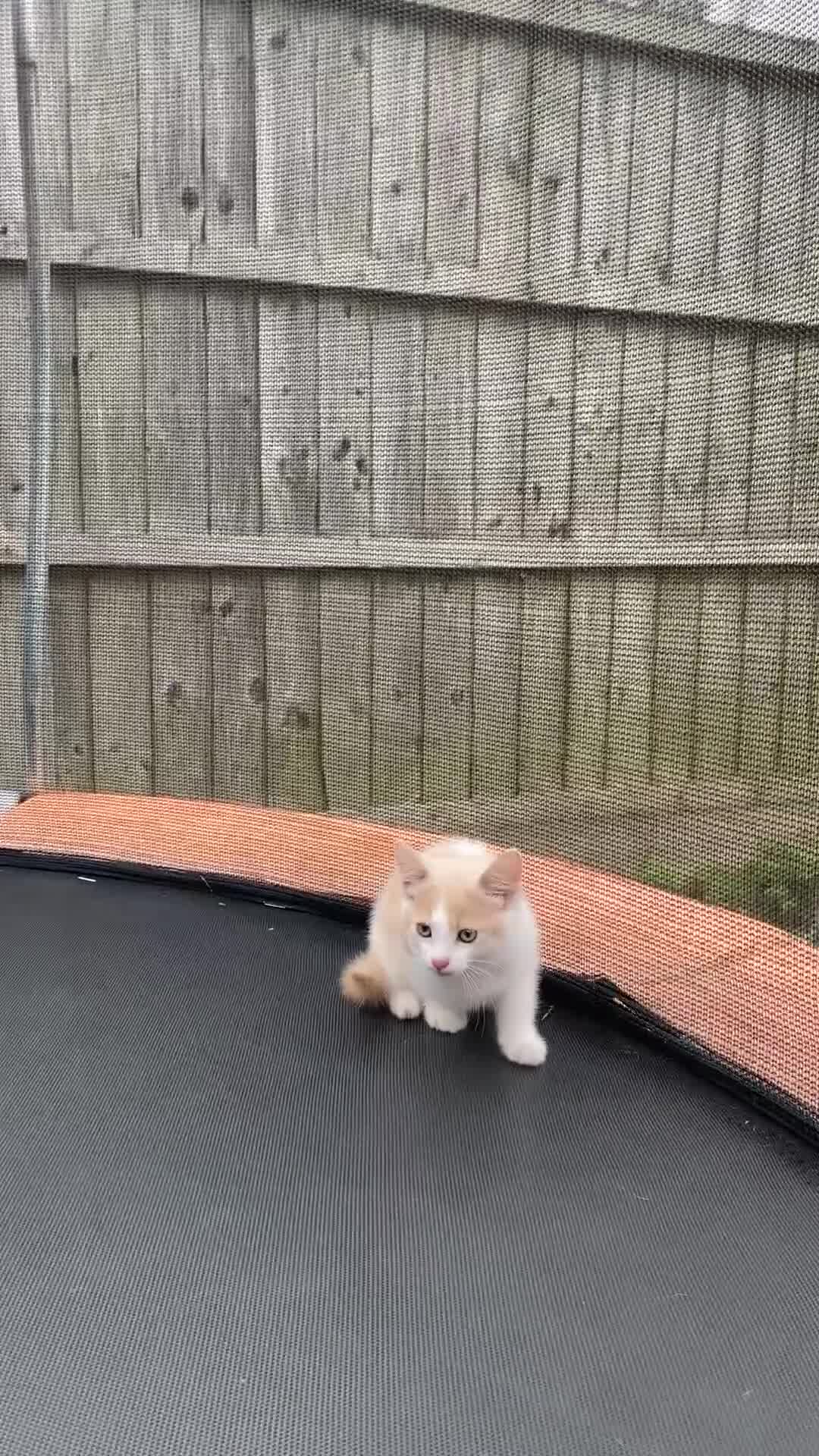 Mixed Breed cats for sale: 4 Beautiful Kittens Ready for Their Forever Homes in Manchester - Video 3