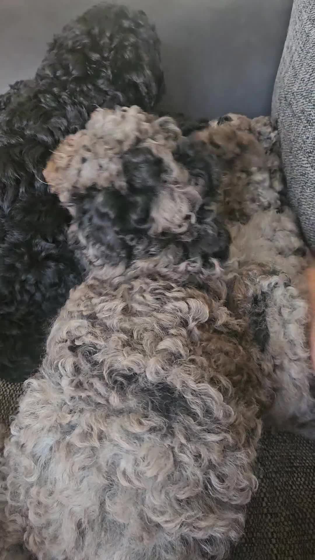 Cavapoo dogs for sale: READYtoday. Cavapoos puppies - Video 1