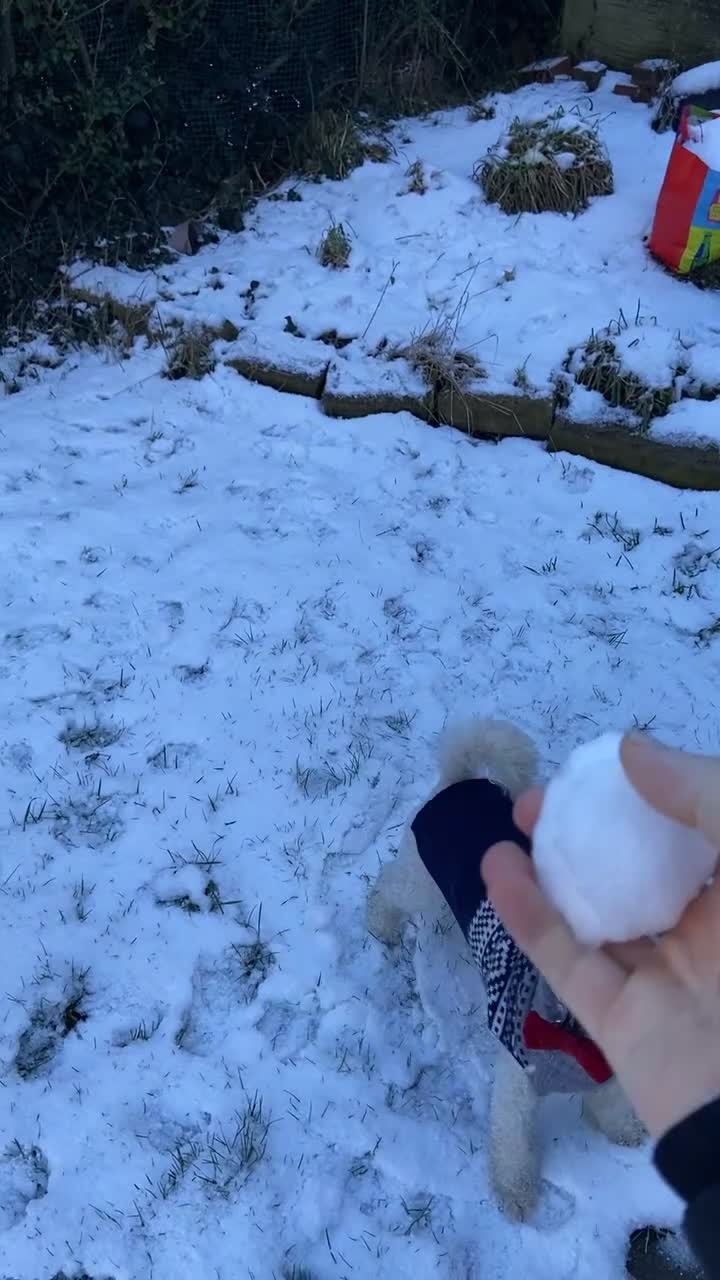 Mixed Breed dogs for sale: Collie Cross Border Terrier  - Video 2