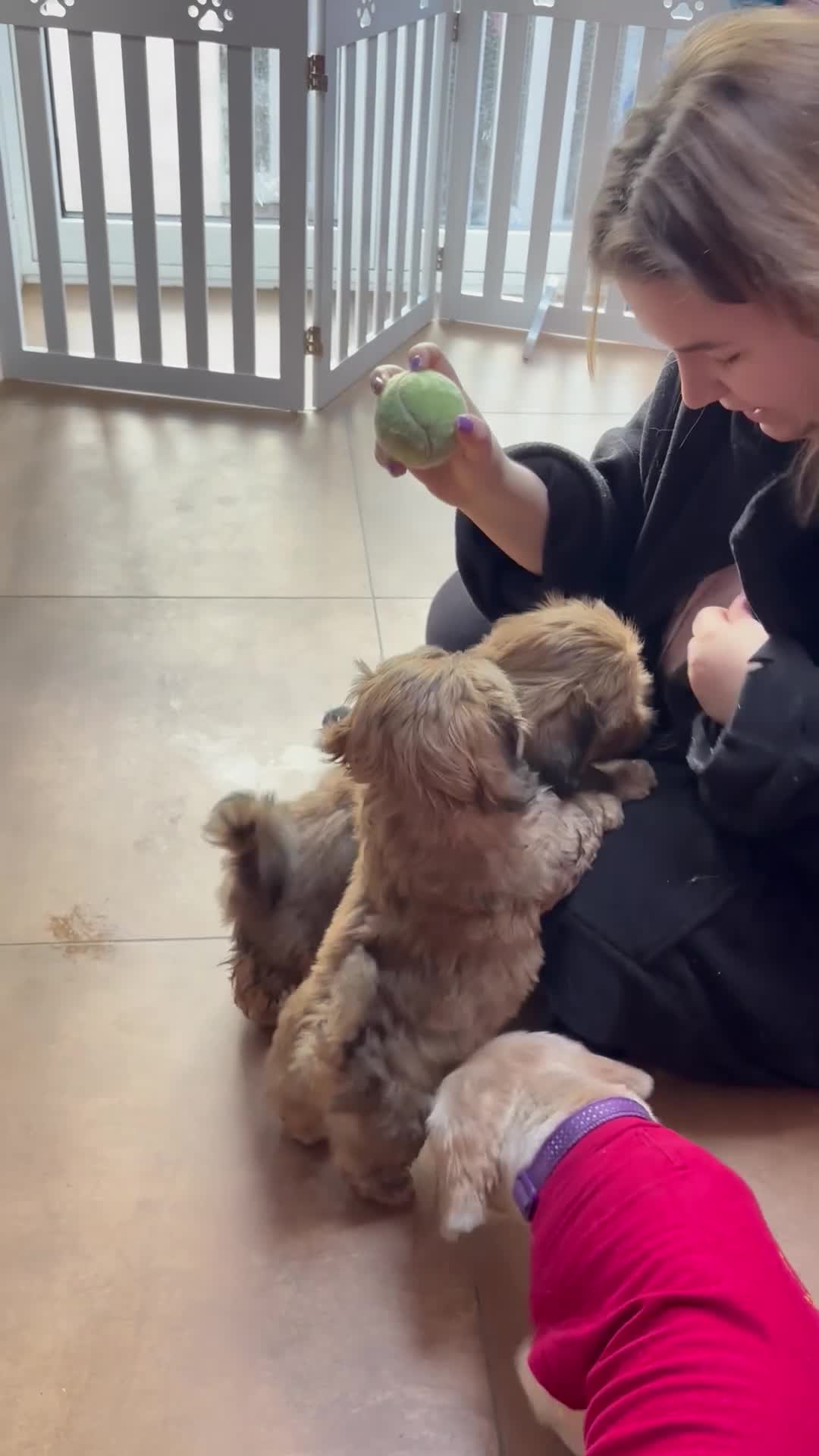 Shih Tzu dogs for sale: Adorable KC Reg boy puppy - Video 2