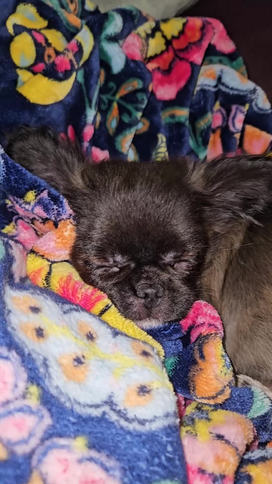 Chihuahua dogs for sale: Bow, long haired apple head chihuahua  - Video 3