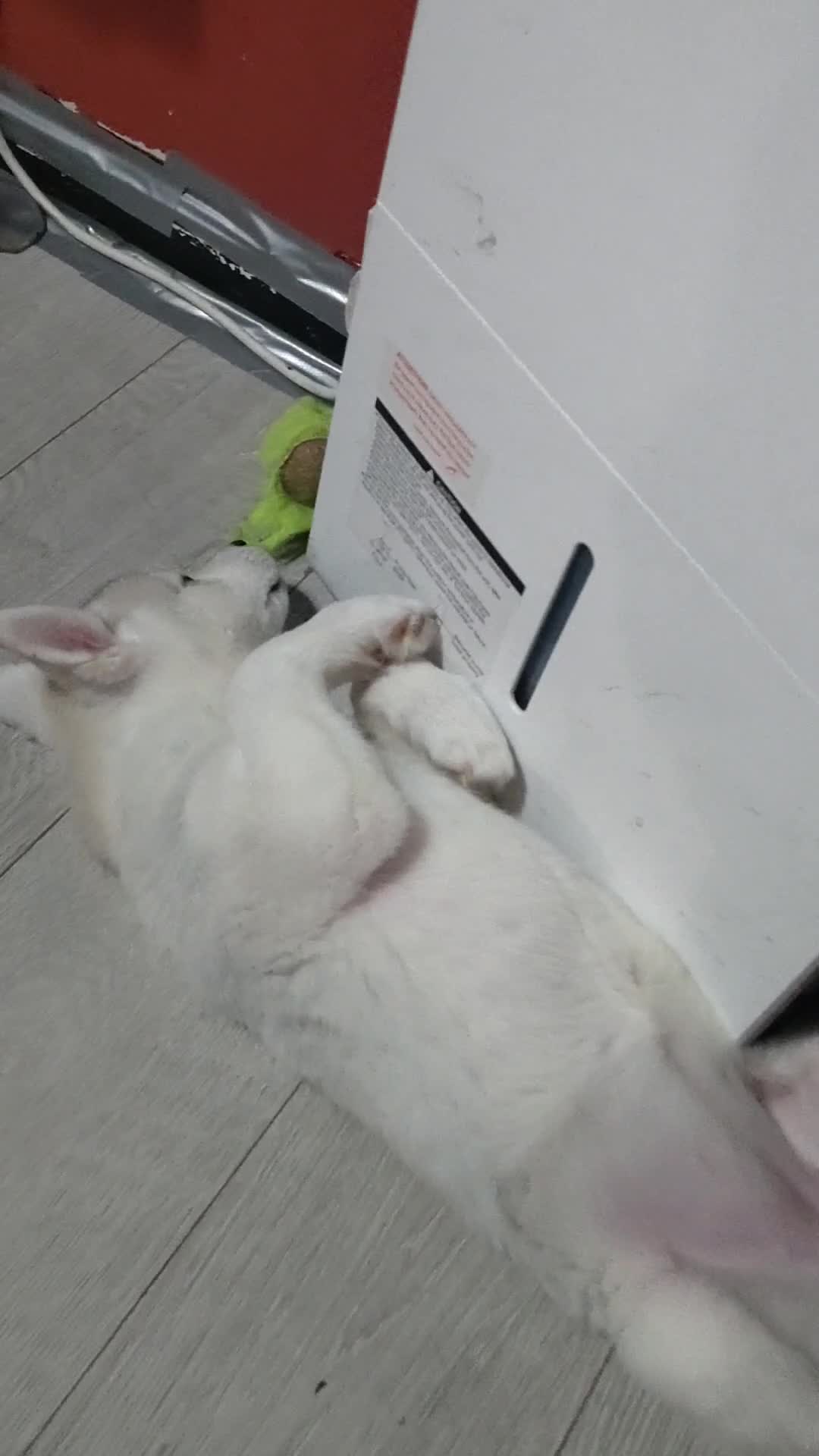 Siberian Husky dogs for sale: Beautiful Siberian husky Pups, Rare Eye Colour - Video 1