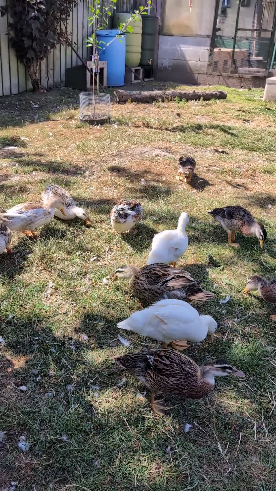 Ducks poultry for sale: Miniature silver appleyards  - Video 1