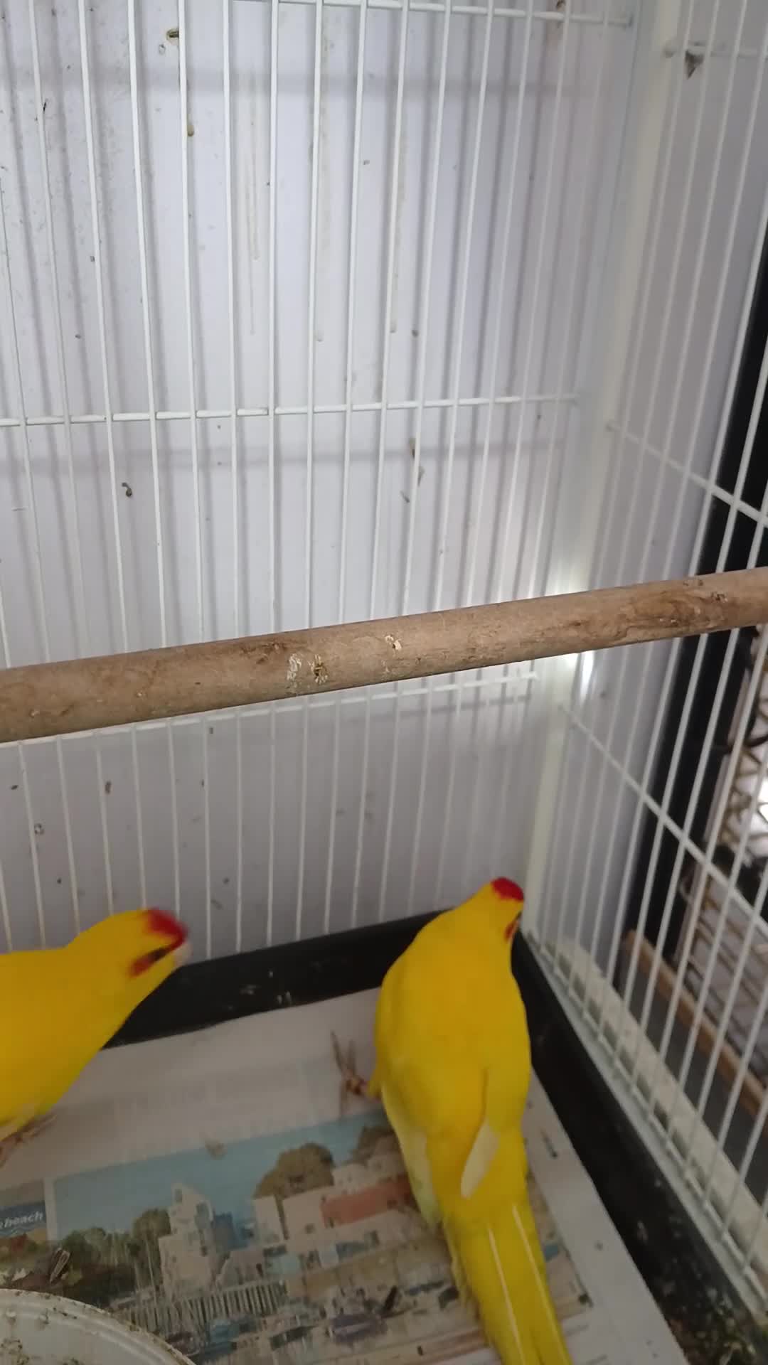 Parakeets birds for sale: Pair of kakarikis  - Video 1