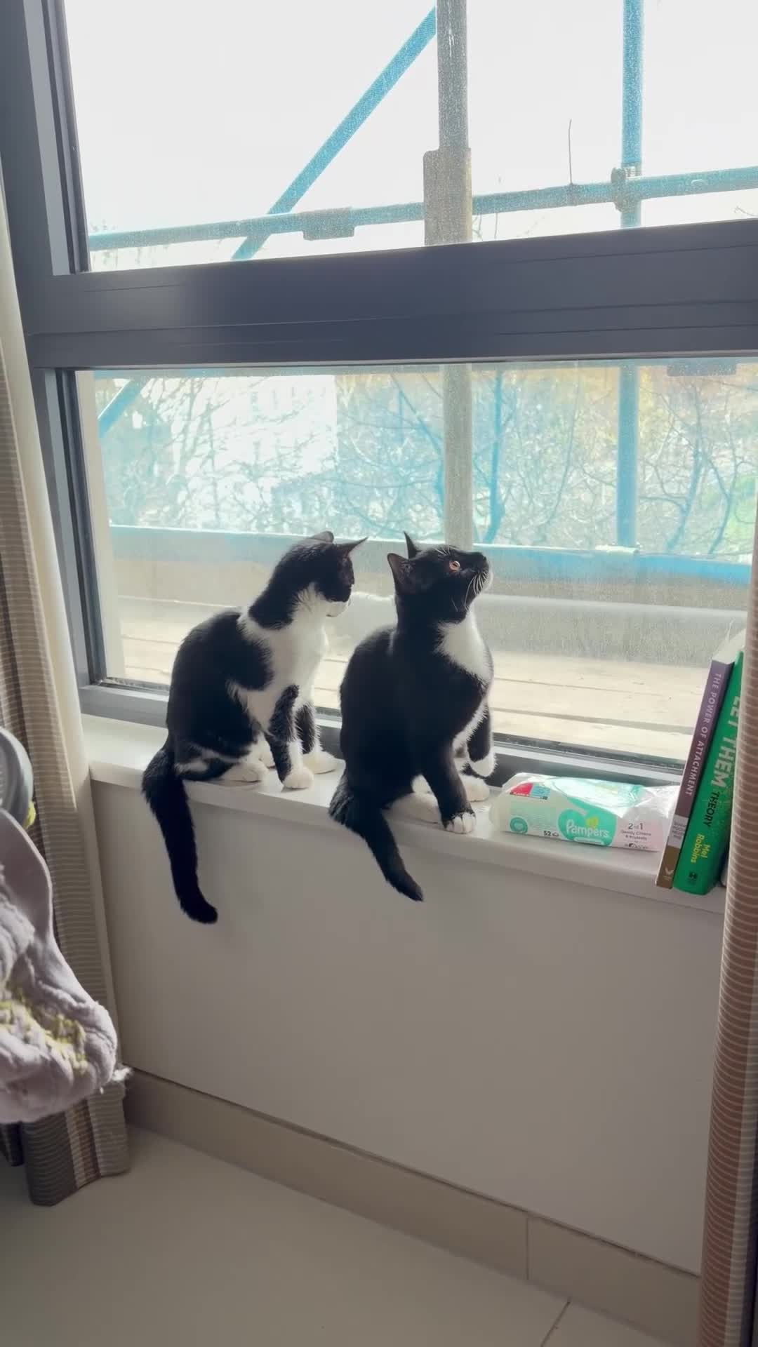 Bombay cats for sale: 2 tuxedo gorgeous brothers! ♥️ - Video 3