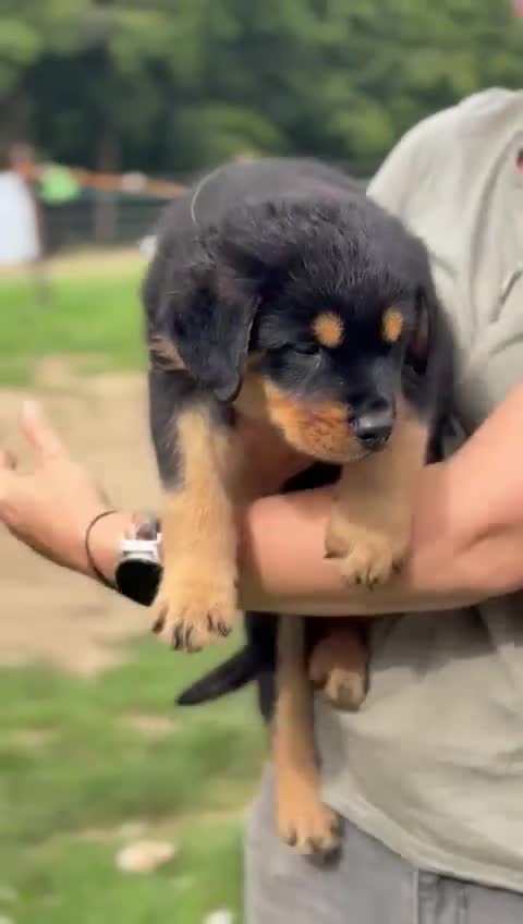 Mixed Breed dogs for sale: Rottweiler x German Shepherd pups ready to go  - Video 1