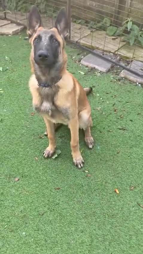 Belgian Shepherd Dog dogs for sale: KC Reg Belgian Shepherd Malinois pups for sale in Newport - Video 5