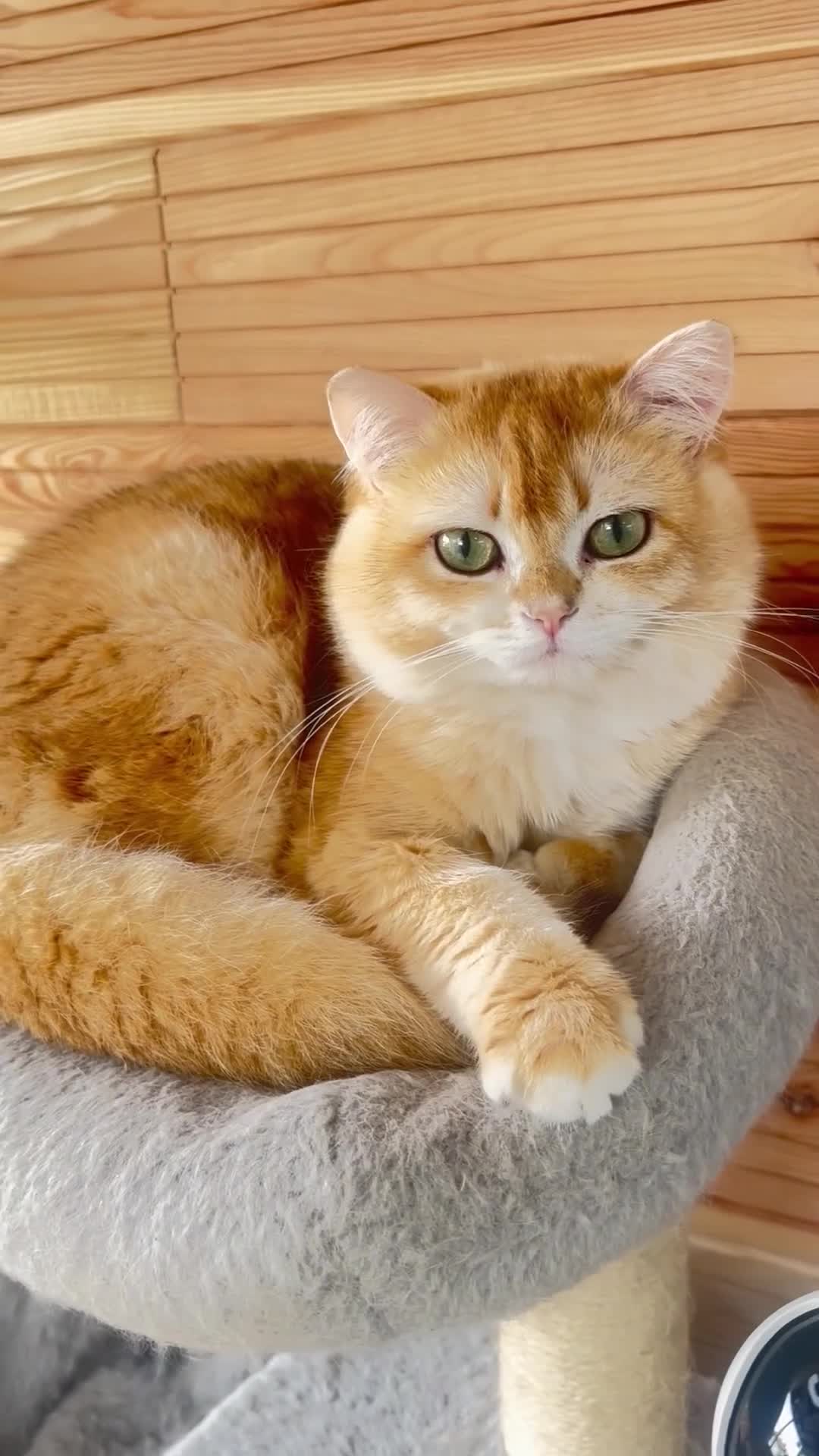 British Shorthair cats for stud: Exceptional NY12 BRI Black Golden Shell - Video 1