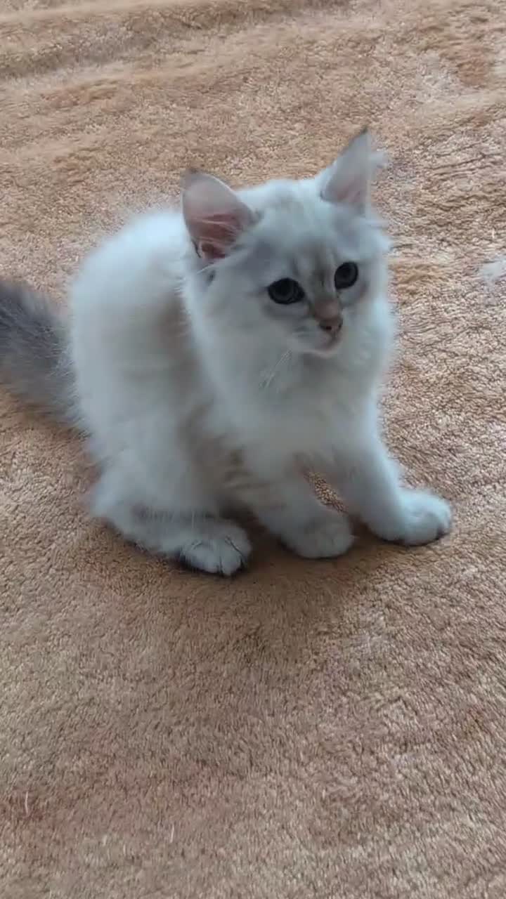 Siberian cats for sale: Siberian kitten  - Video 2