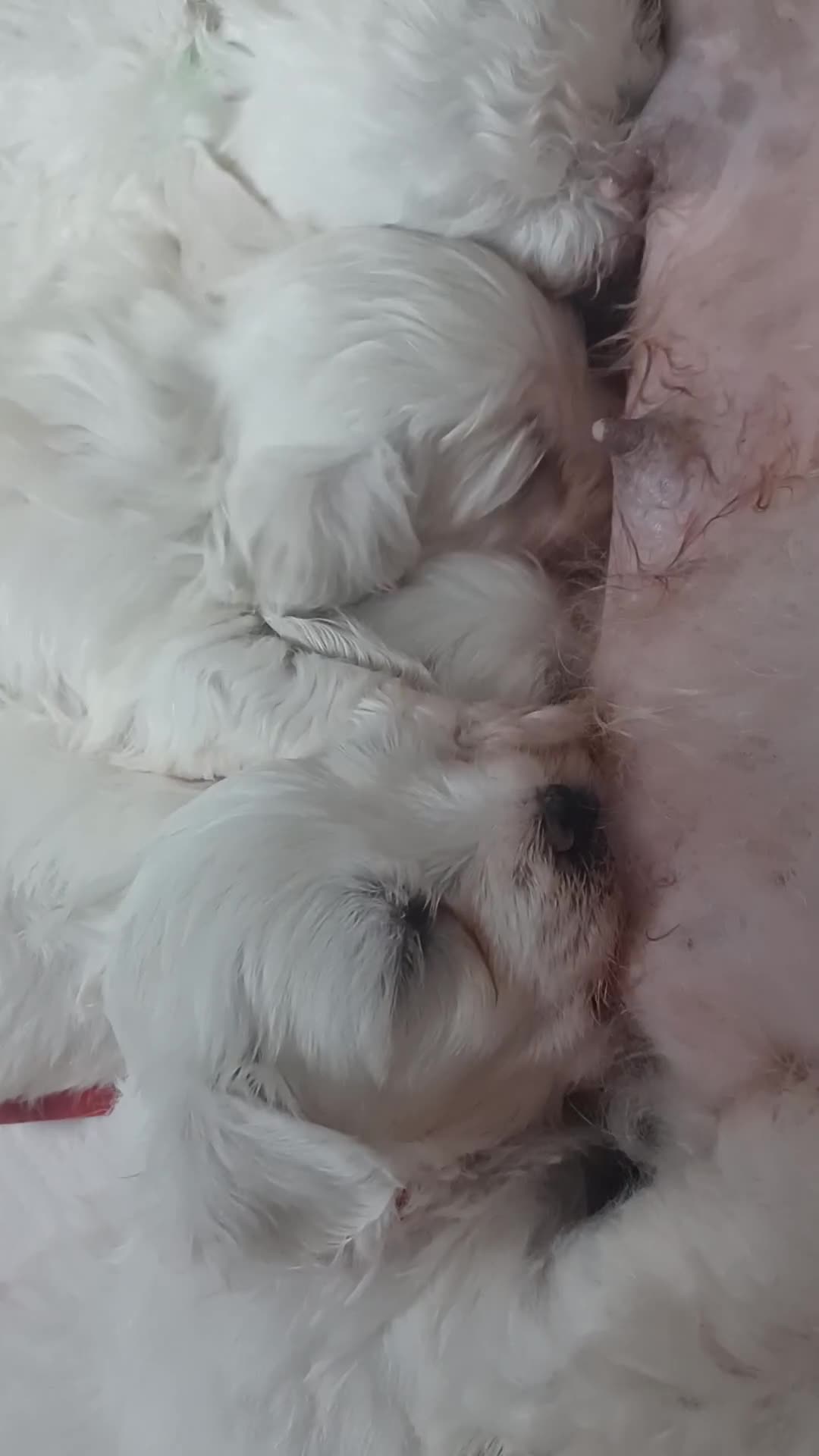 Bichon Frise dogs for sale: GORGEOUS BICHON FRISE❤️ 2 girls 3 boys - Video 5