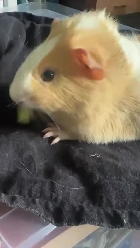 Guinea Pig rodents for sale: A Loving Home Needed for Our Guinea Pig - Video 1