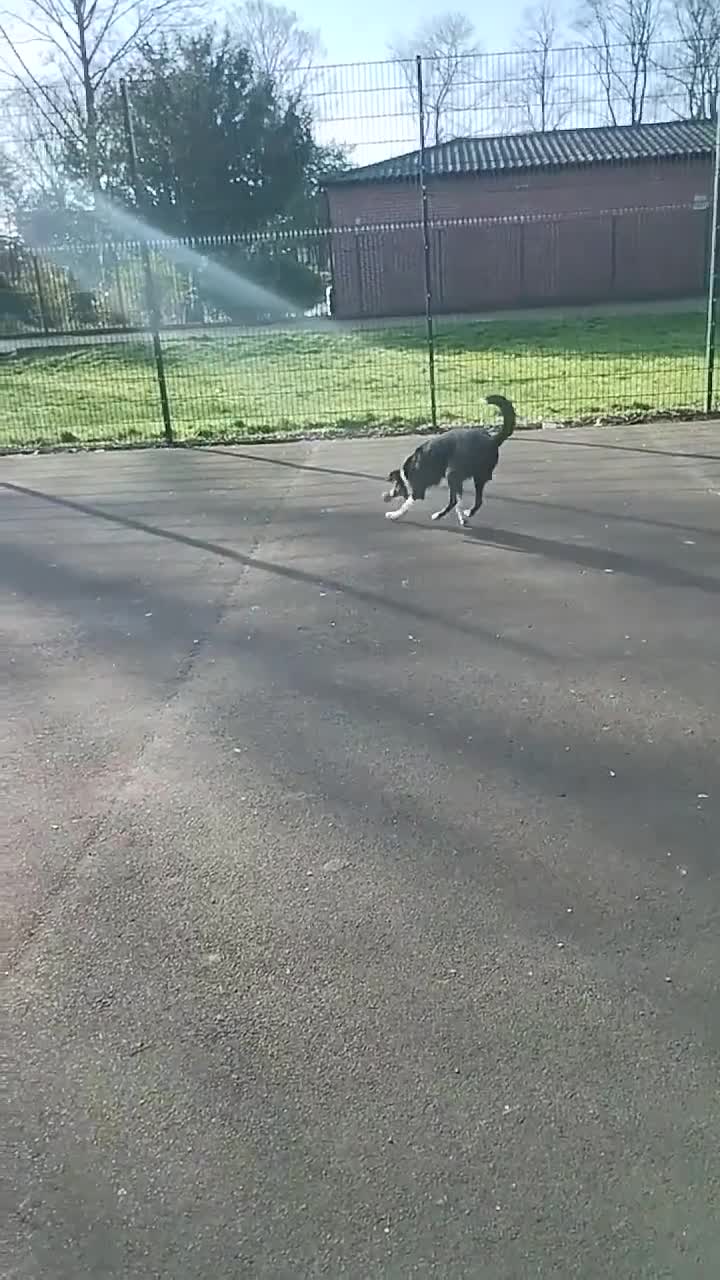 Border Collie dogs for sale: Border collie  - Video 1