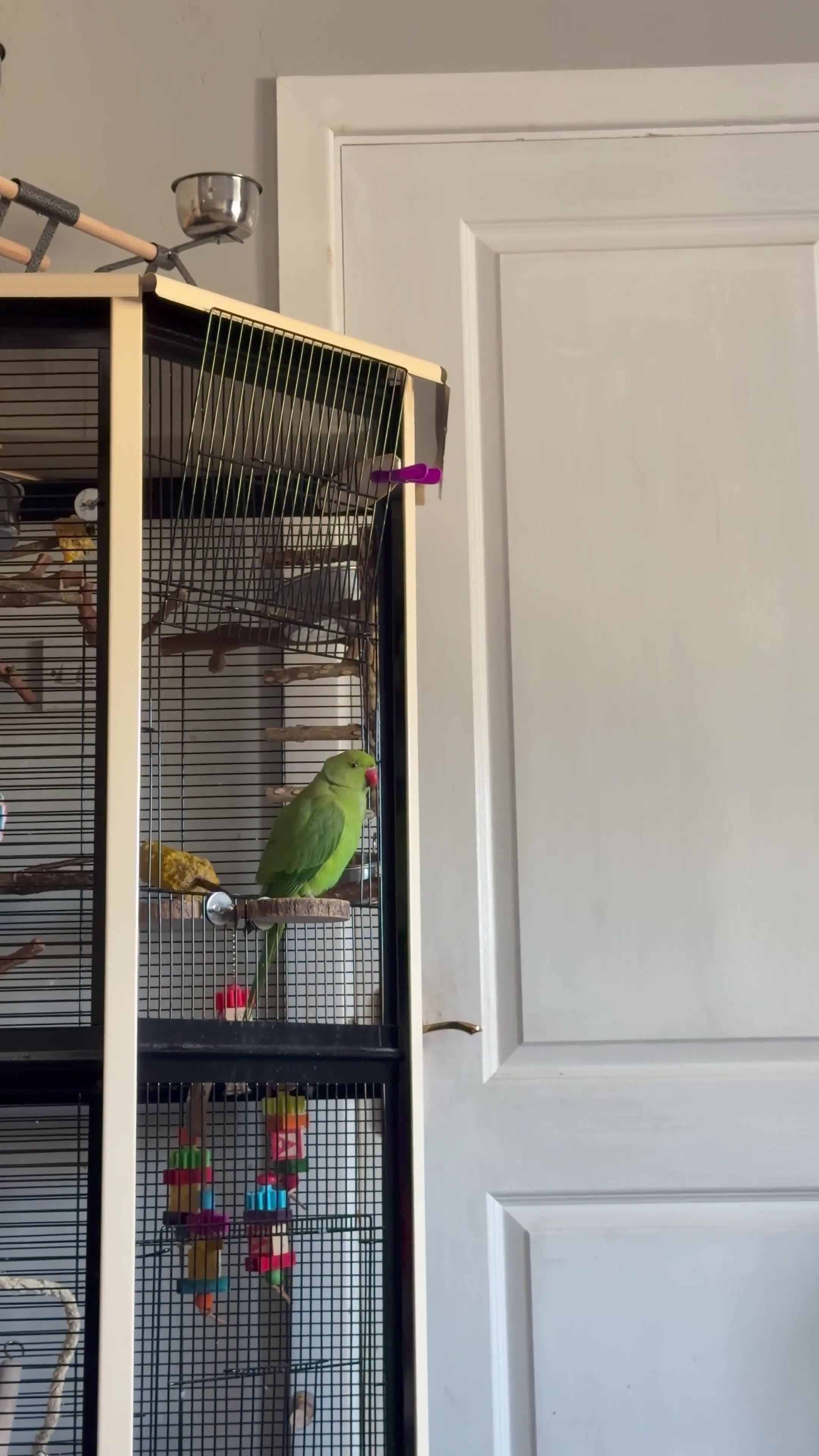 Ringnecks birds for sale: Rio - RingNeck talking parrot  in Pembroke Dock - Video 2