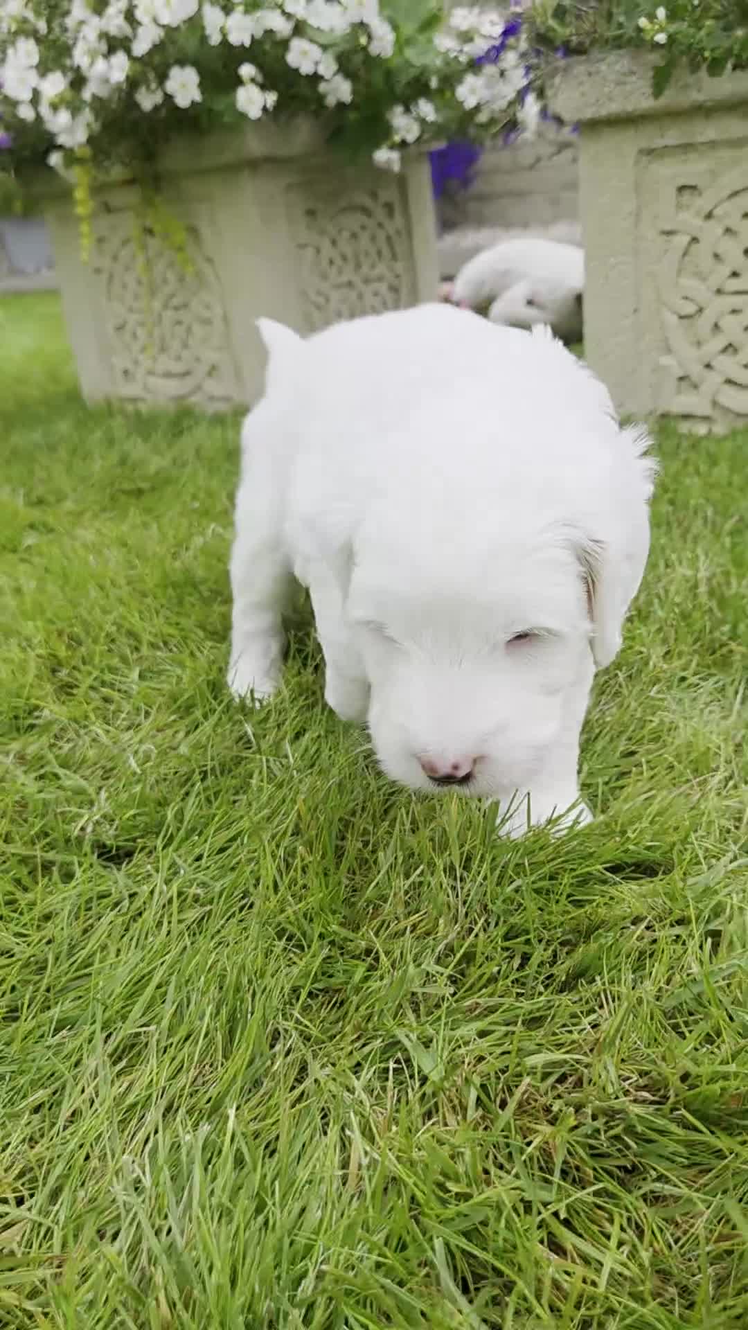 Australian Labradoodle dogs for sale: Australian Labradoodle Puppies - Video 1