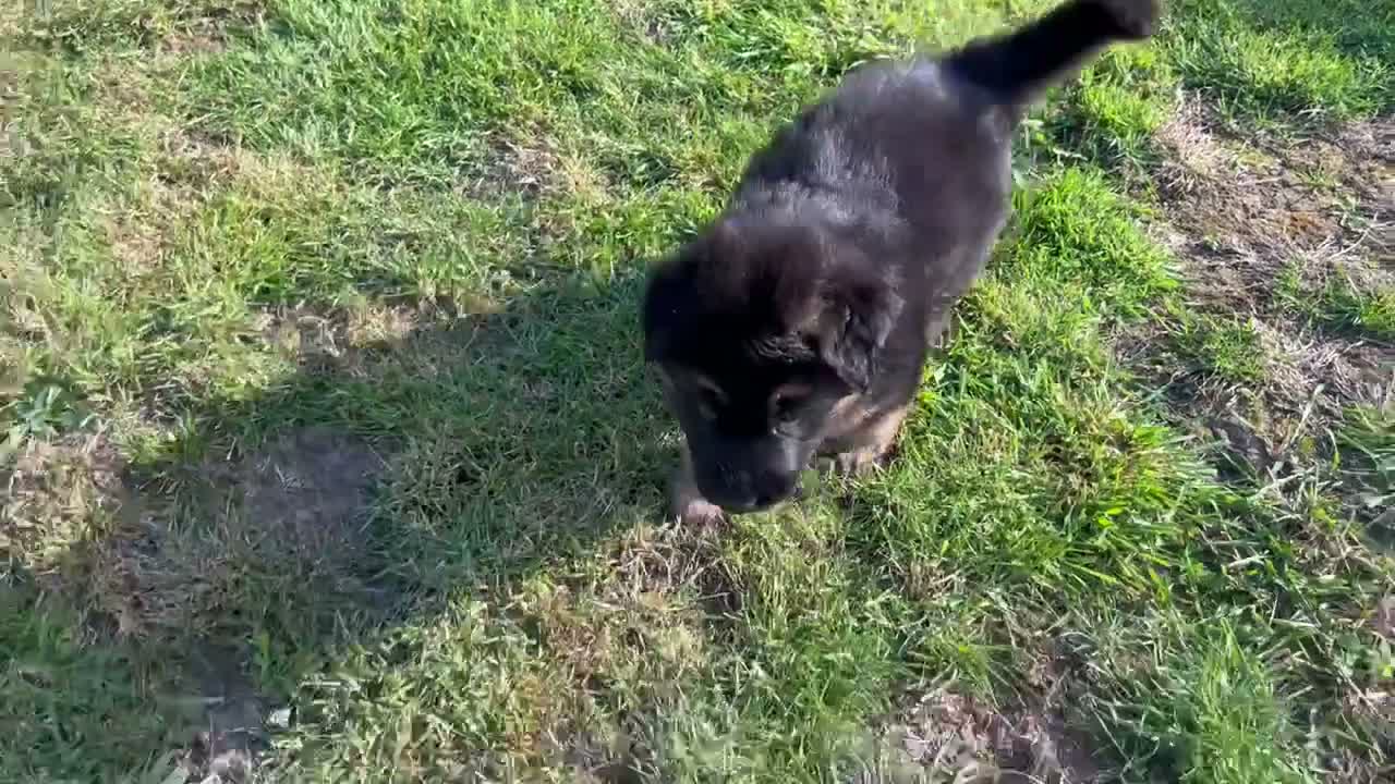 German Shepherd dogs for sale: 🐾🐶 GERMAN SHEPHERD PUPPIES FOR SALE 🐶🐾 in King's Lynn - Video 1