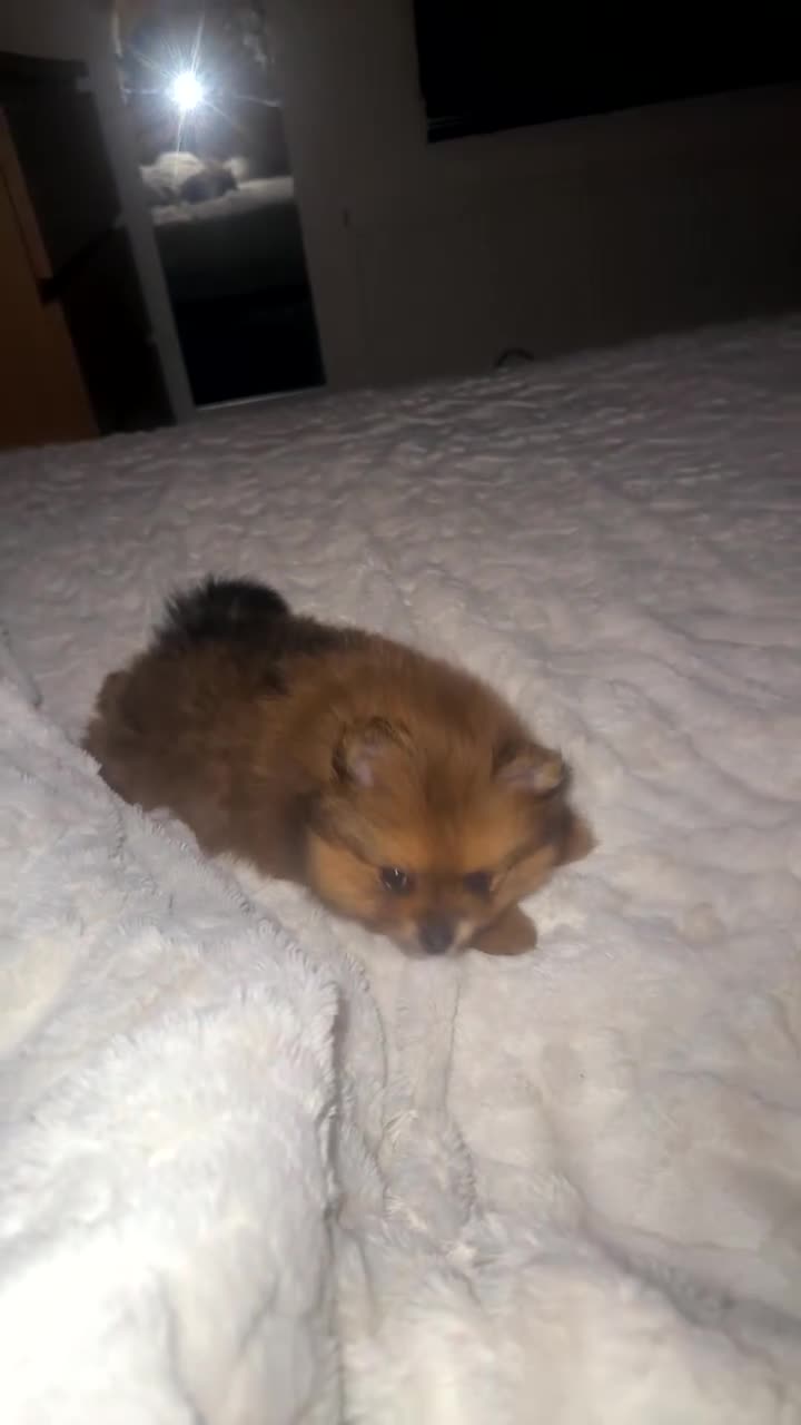 Pomeranian dogs for sale: Teddy pom puppy girl beautiful coat  - Video 1