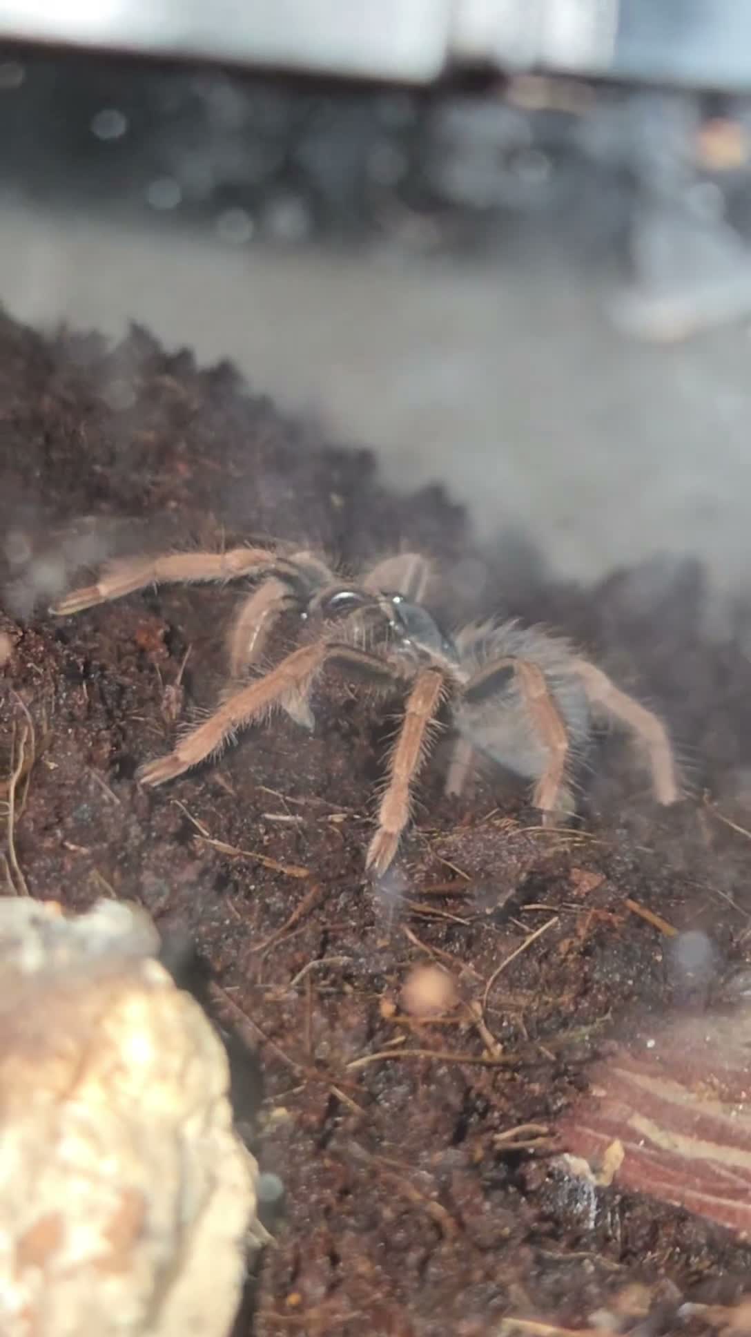 Tarantulas invertebrates for sale: List of tarantulas available  in Bradford - Video 3
