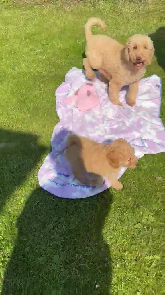 Cavapoo dogs for sale: Cute toy cavapoo puppies reds/apricots 2 left   in Airdrie - Video 1