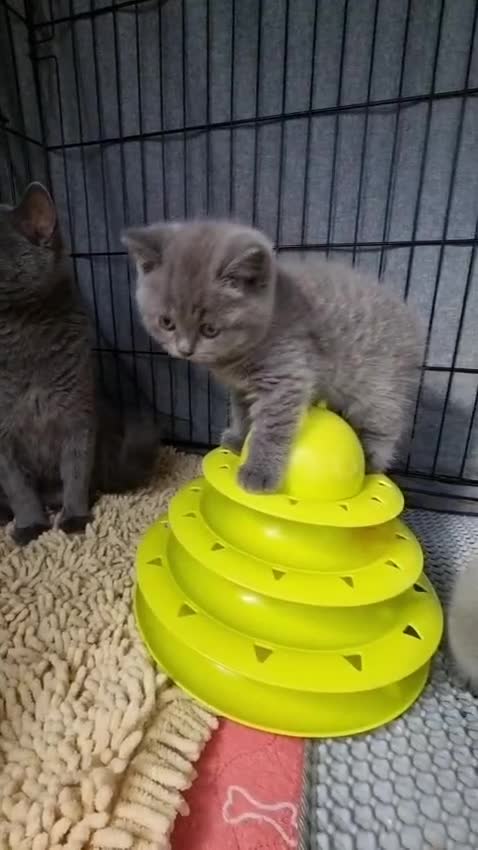 British Shorthair cats for sale: Lilac & Blue BSH Kittens Healthy GCCF Pedigree  - Video 3
