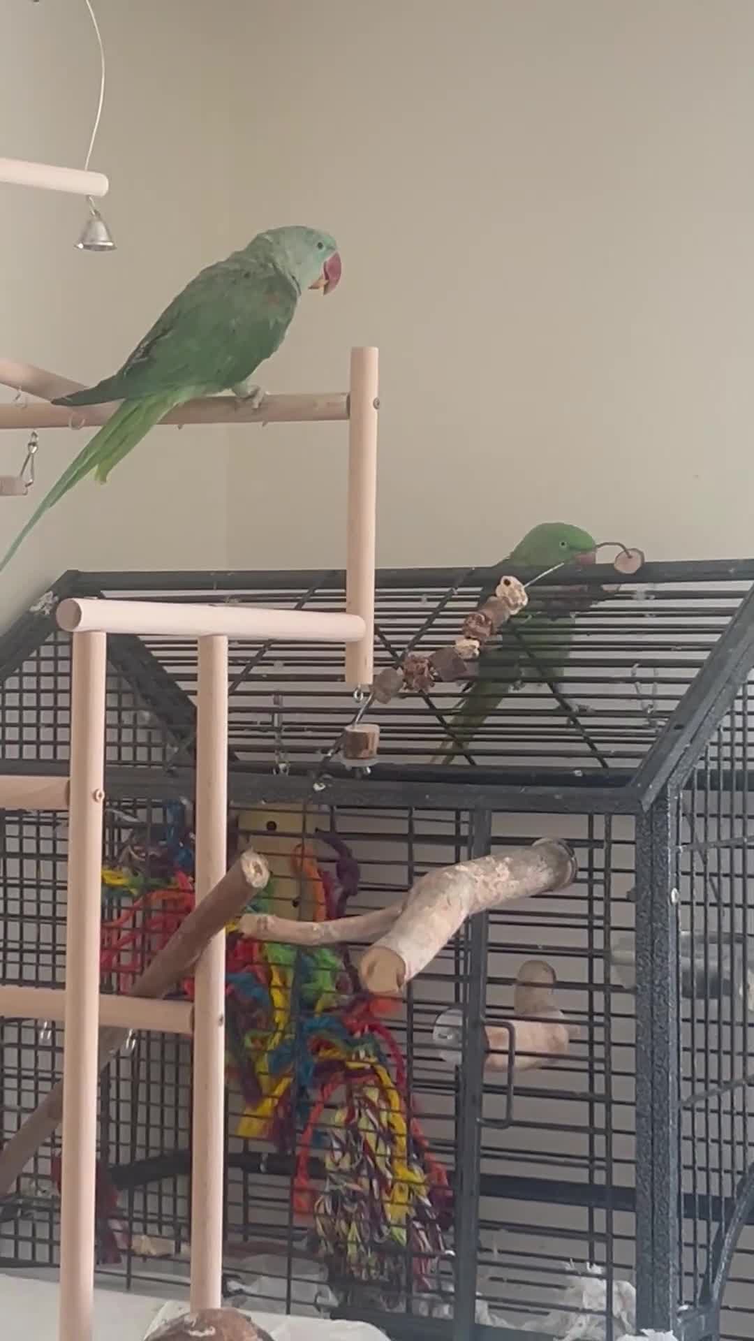 Parakeets birds for sale: Alexandrine parakeet - Video 1