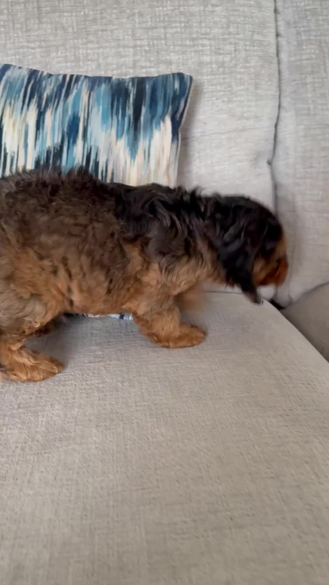 Cockapoo dogs for sale: F1 cockapoo puppies - READY NOW 1 BOY AVAILABLE  - Video 1