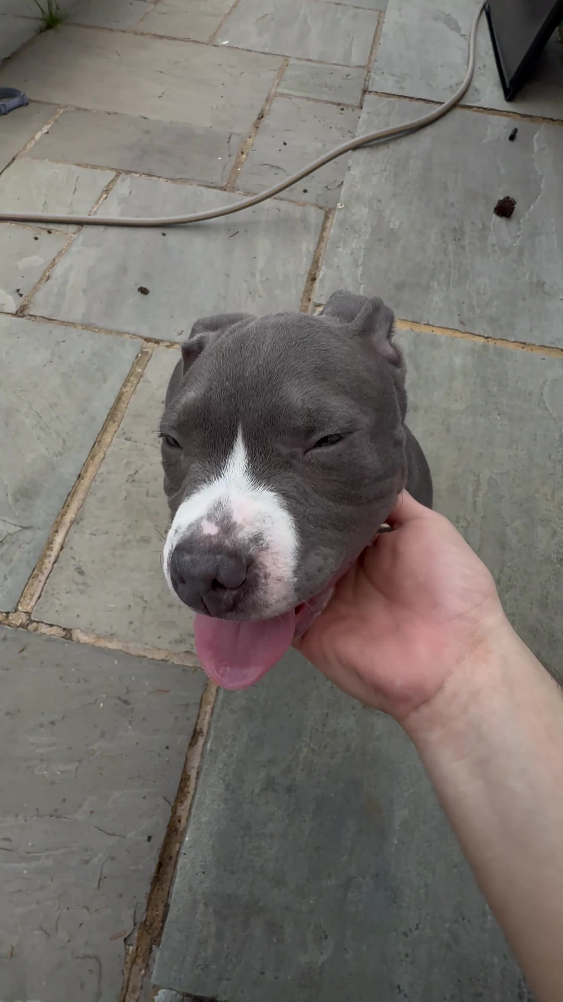 American Bully dogs for sale: American Bully Male - Video 1