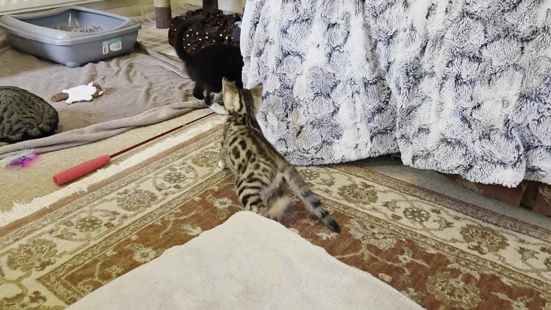 Bengal cats for sale: Adorable Bengal Cross Kittens for Sale - Video 3