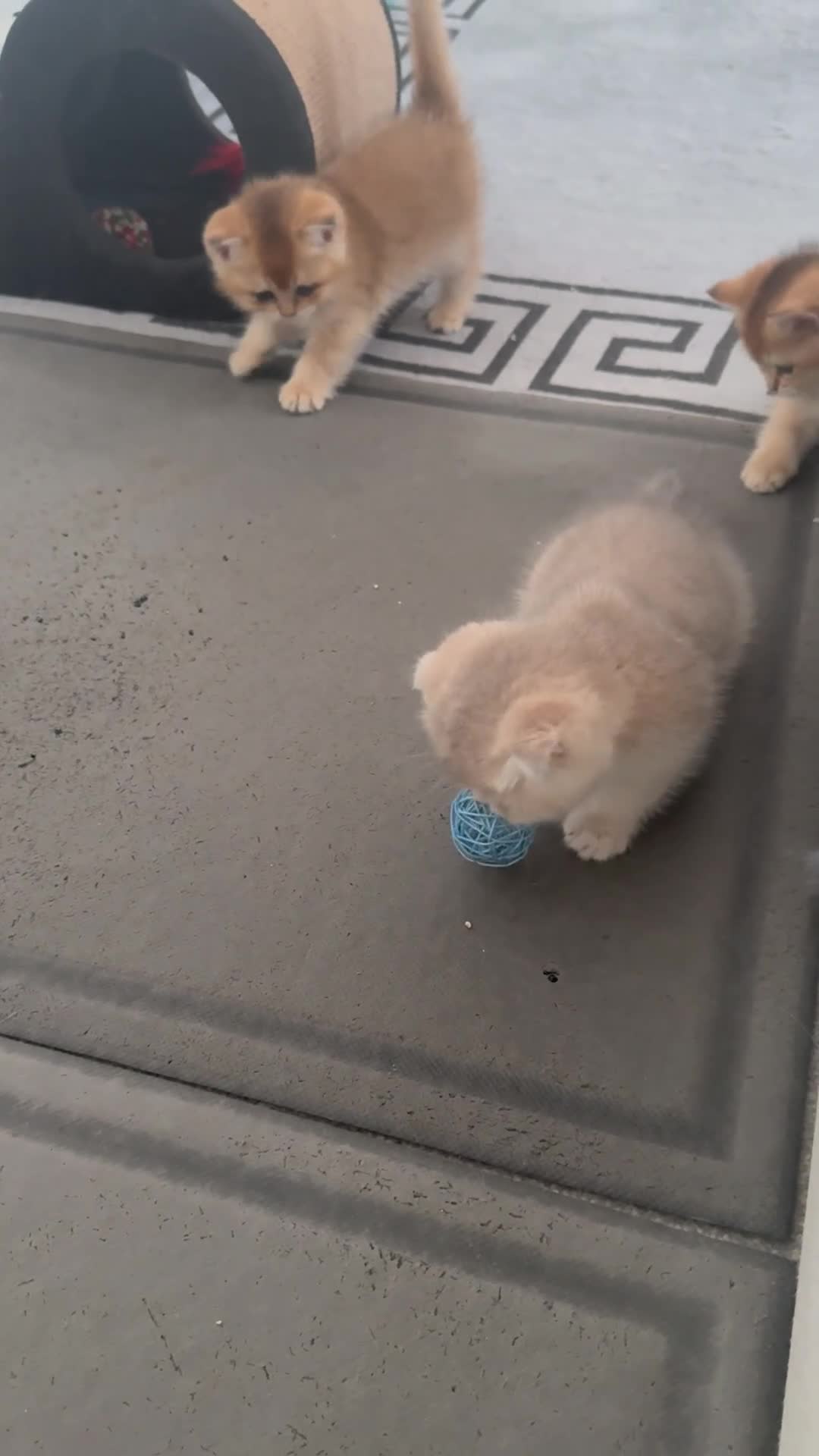 Scottish Fold cats for sale: six purebred Scottish kittens — all female,  - Video 2