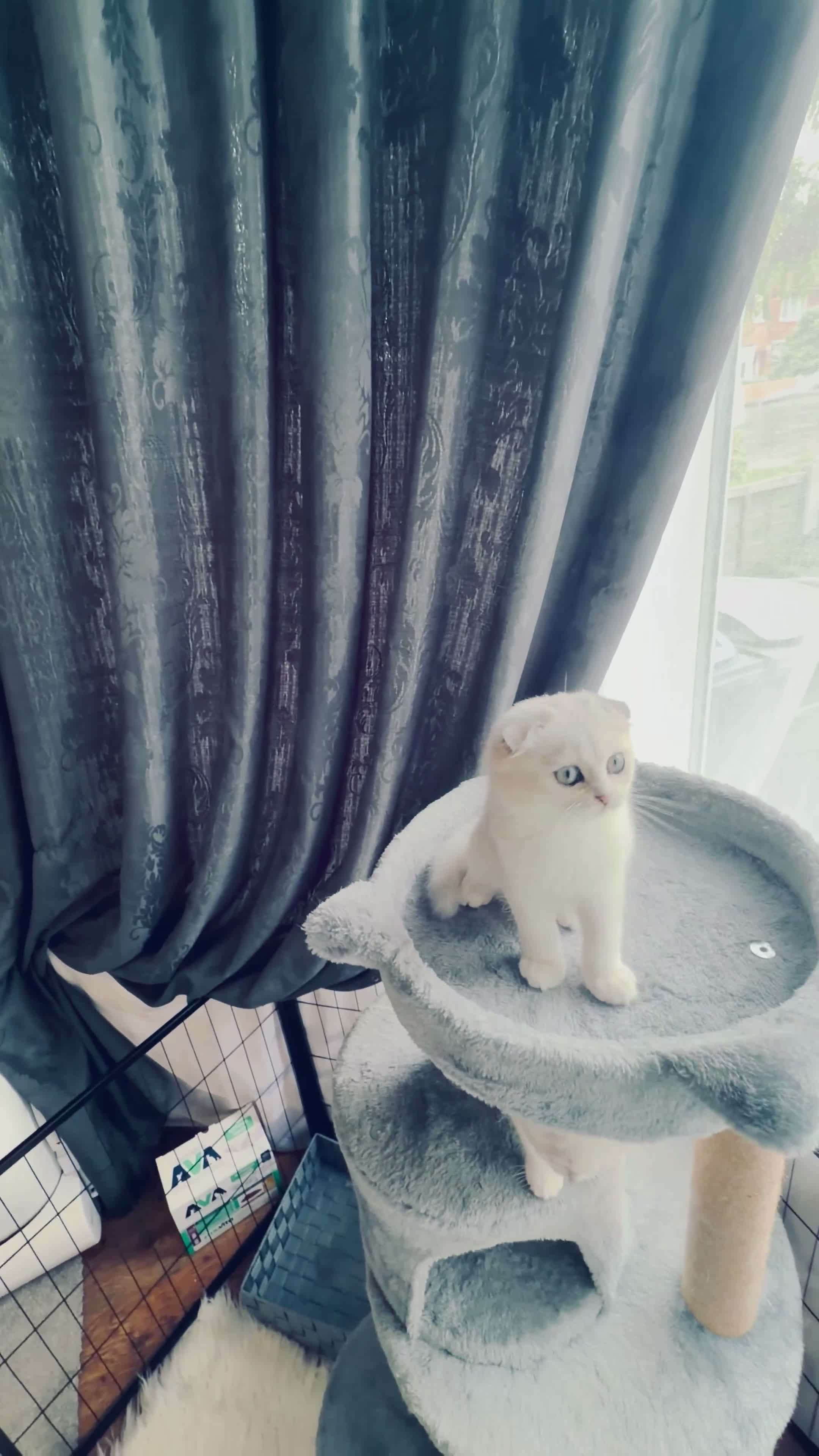 Scottish Fold cats for sale: 💞Beautiful Chinchilla Scottish fold kittens 💞🐾 - Video 3