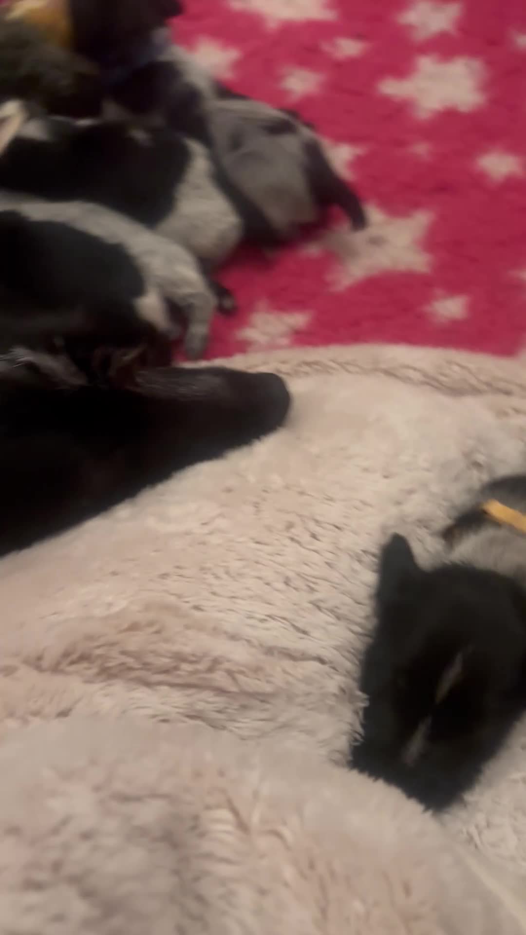 German Wirehaired Pointer dogs for sale: Stunning German wire hairs pointers  - Video 1