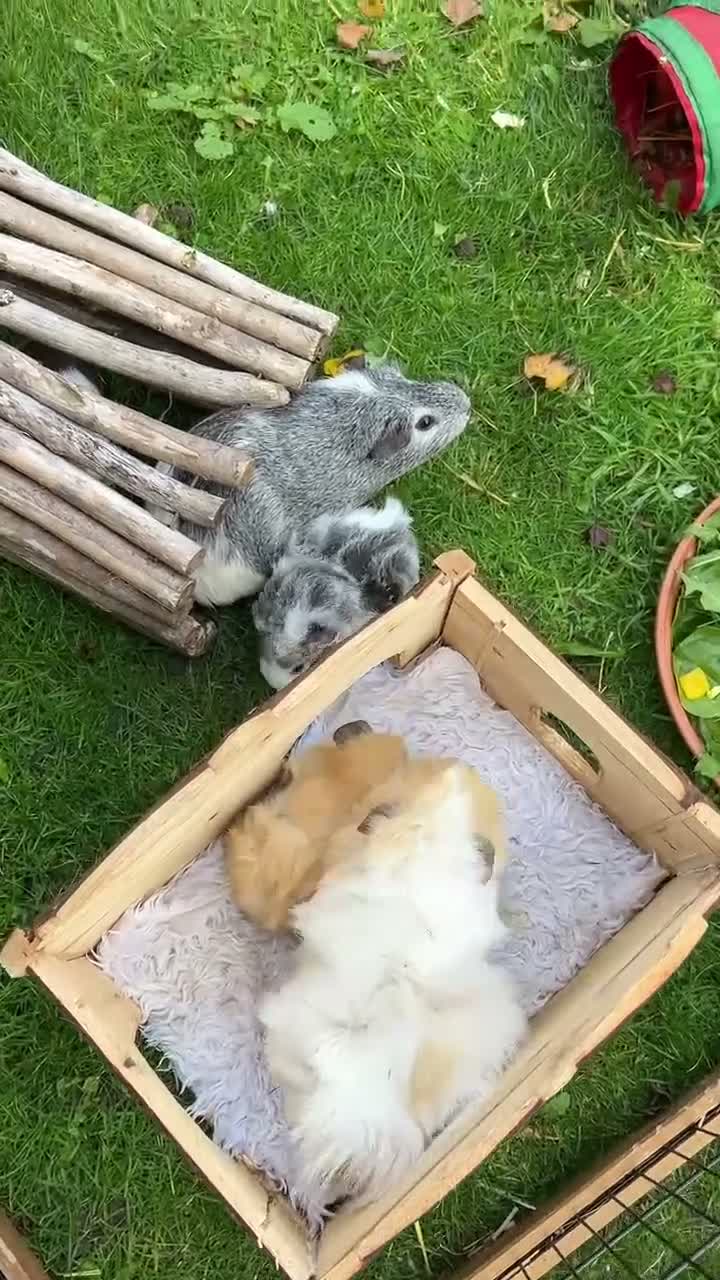Guinea Pig rodents for sale: Georgeous Piggles - Video 2