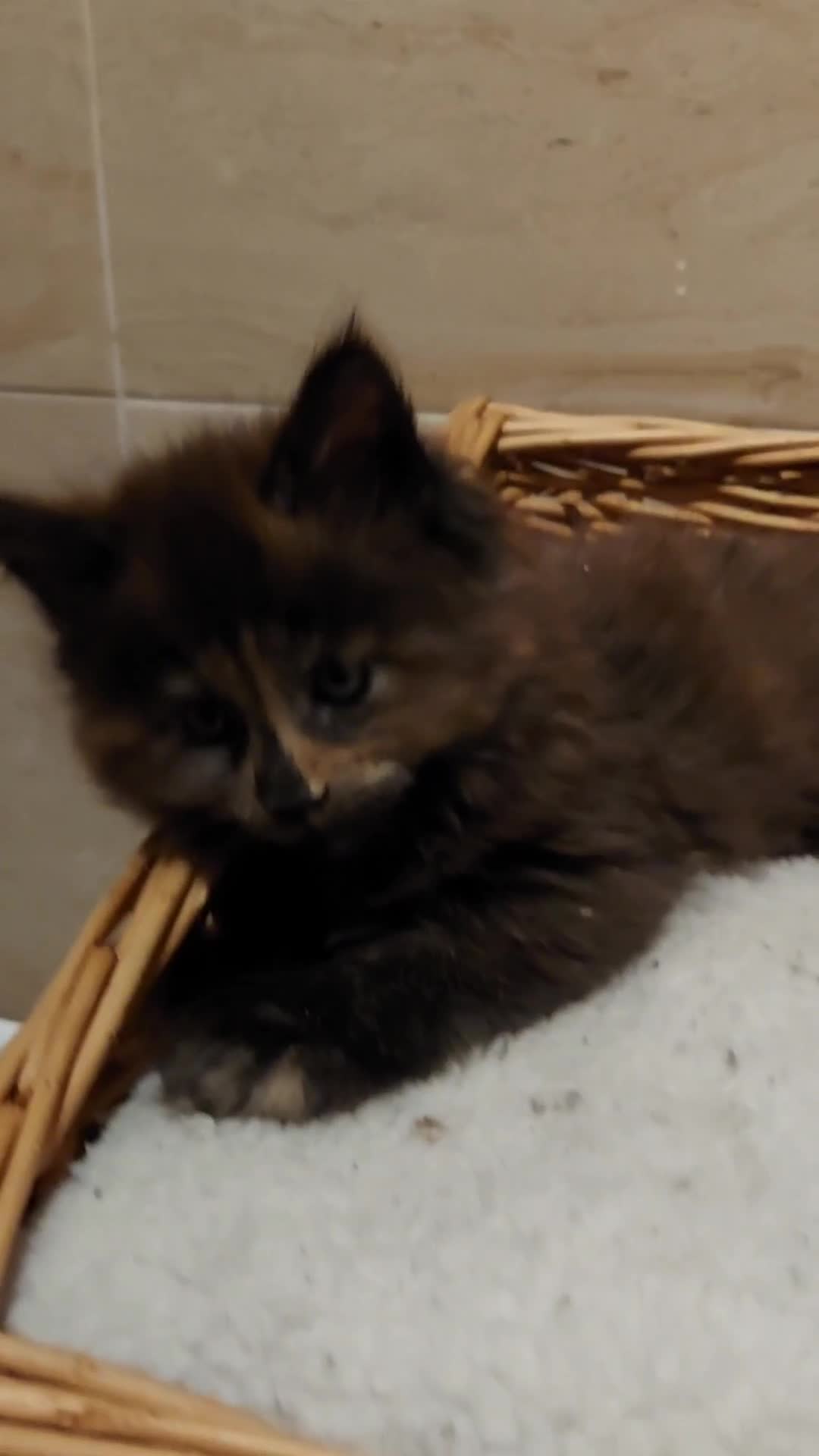 Maine Coon cats for sale: GREAT QUALITY/GCCF/ DNA/ VERY CUTE !!! - Video 1