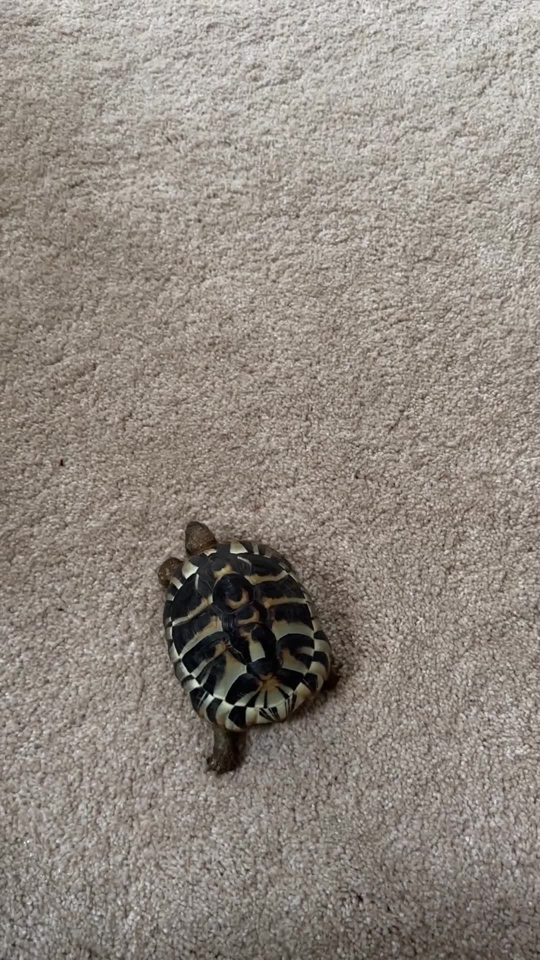 Hermann Tortoise reptiles for sale: Monty the tortoise - Video 1