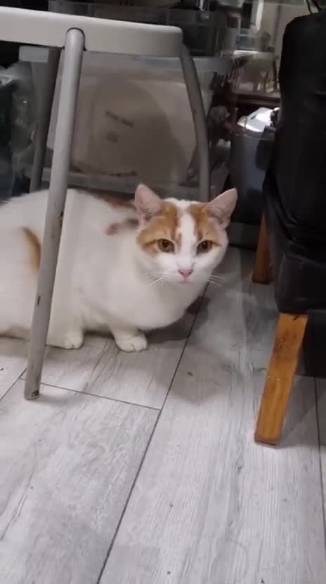 Domestic Shorthair cats for adoption: Adopt from Cats in Crisis East London - Video 3