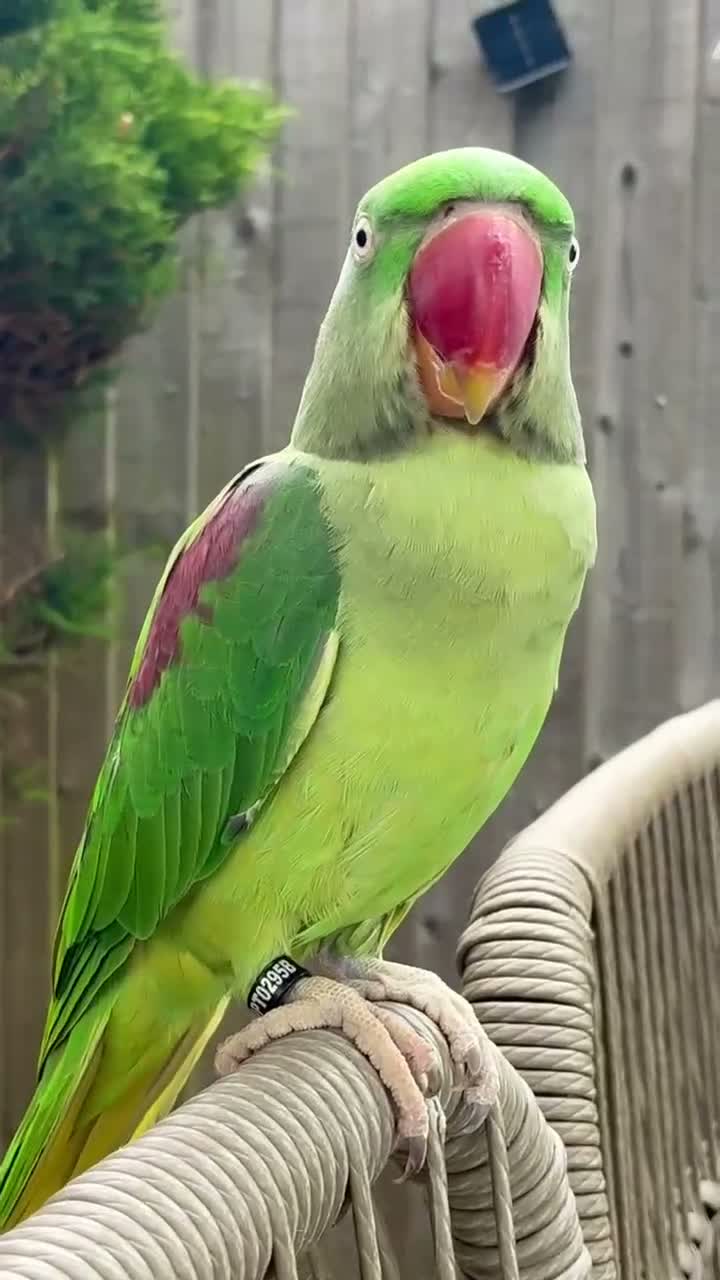 Ringnecks birds for sale: Beautiful Young Alexandrine Parrot – Kiwi in Sittingbourne - Video 1