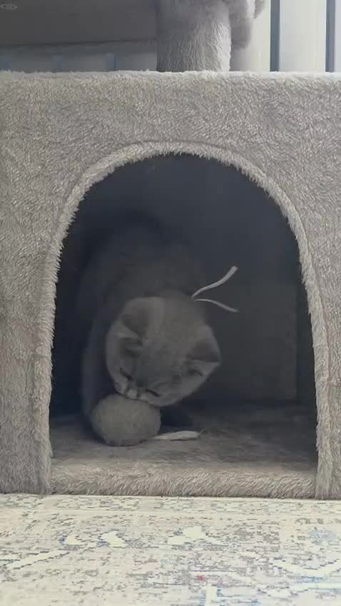 British Shorthair cats for sale: British Shorthair Lilac & Grey Blue Cute Kittens  - Video 2