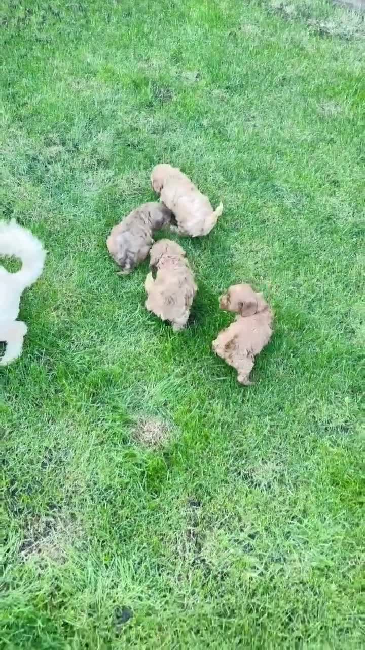 FINAL 2! Toy F2 Cockapoo Pup-fully health tested for sale in Poole ...