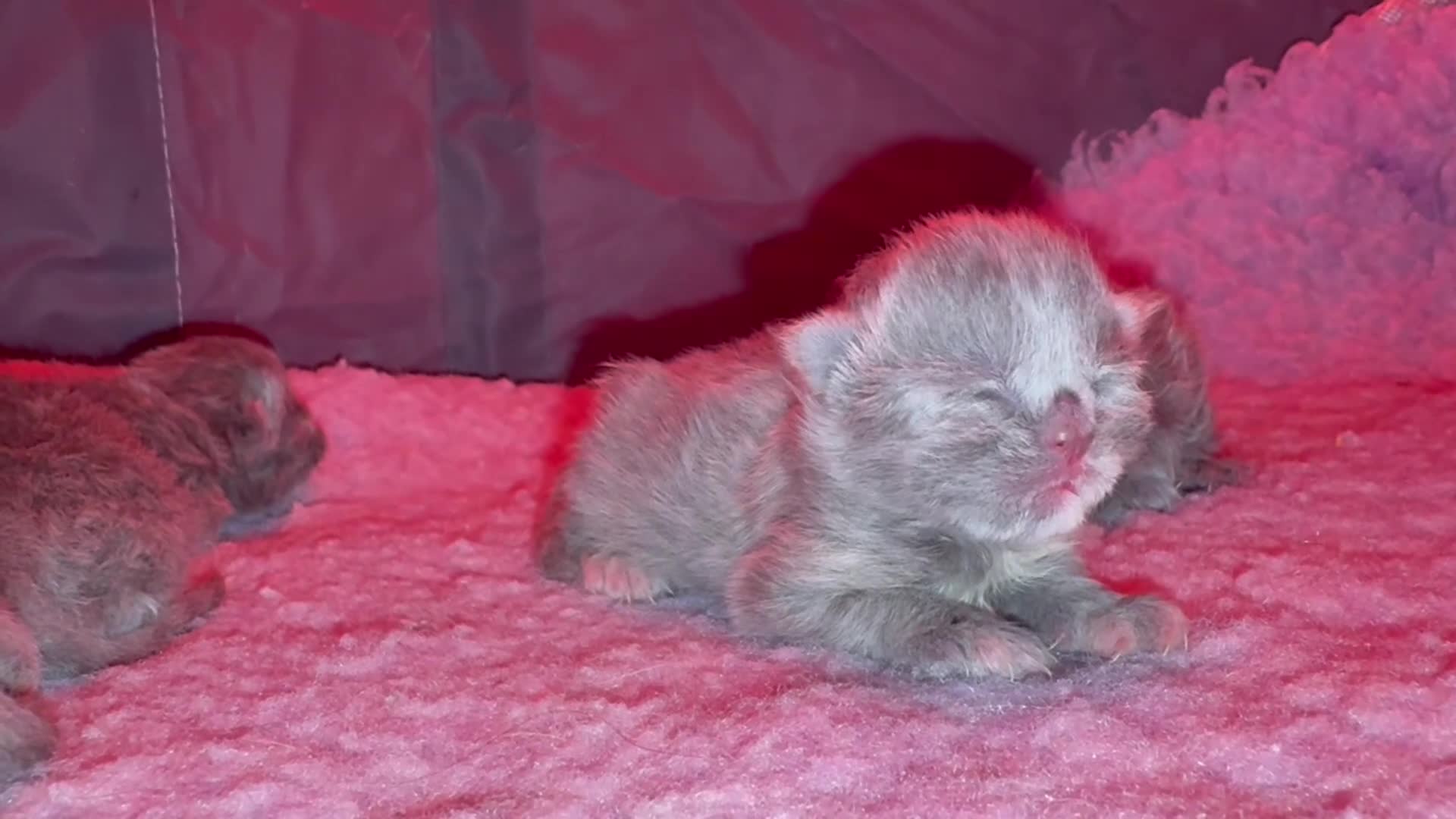 British Shorthair cats for sale: Beautiful British short hair/Scottish fold kitties - Video 4