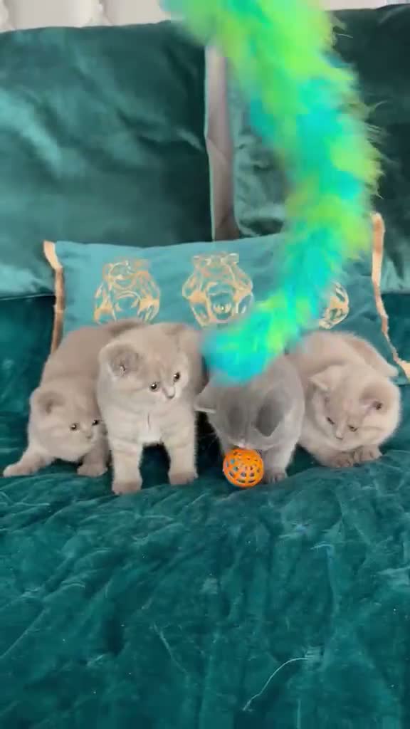 British Shorthair cats for sale: 🇬🇧👑🇬🇧💙British Shorthair😻💙Gccf chunky girls - Video 2