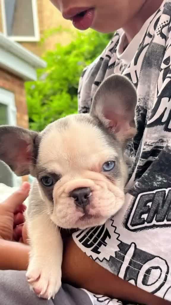 French Bulldog dogs for sale: 2 Male French bulldog puppies ready to go🩵💙 in Abingdon - Video 2