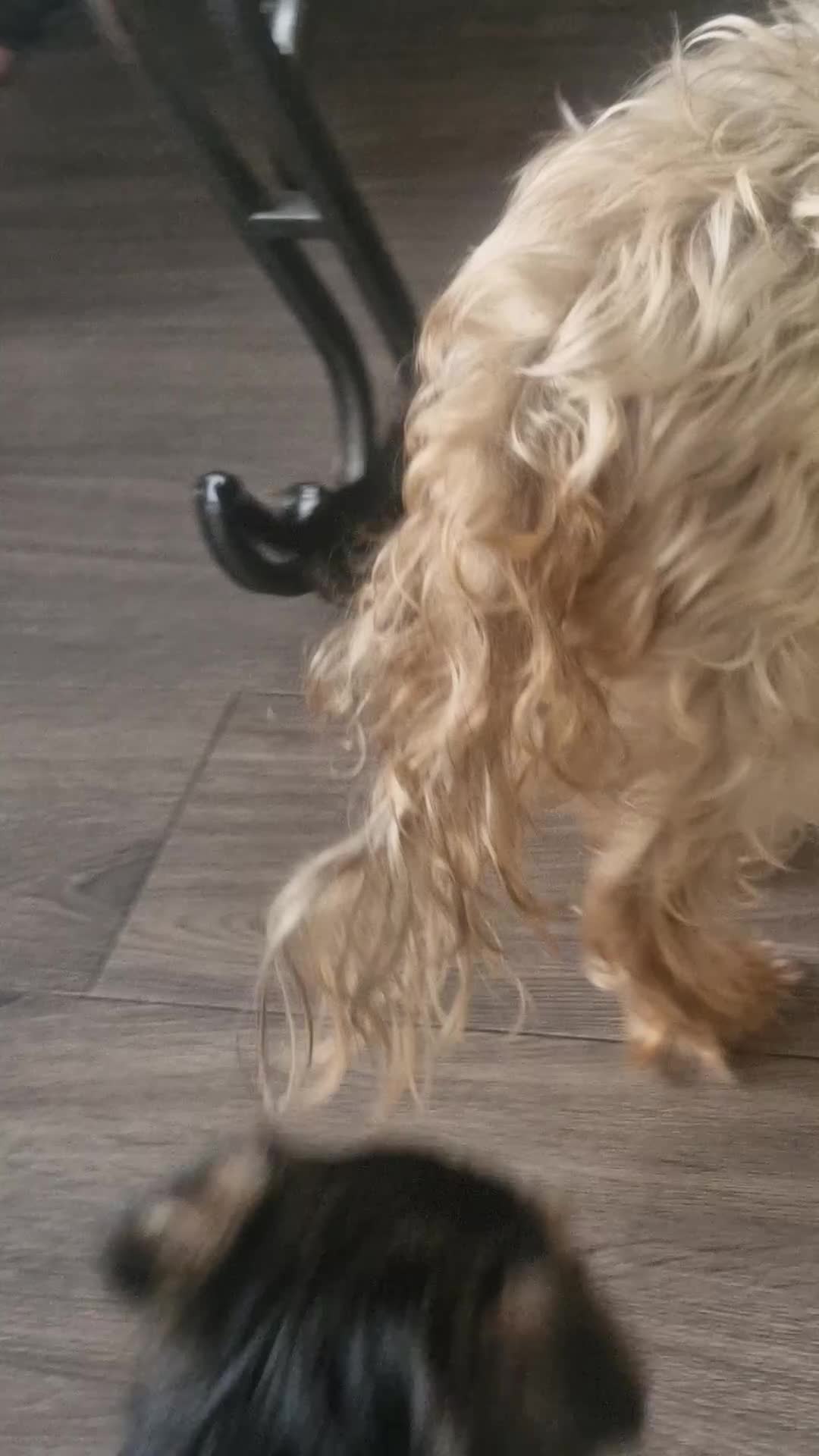 Yorkshire Terrier dogs for sale: F1 stunning purebred yorkshire terriers pup's ❤️💙 - Video 2