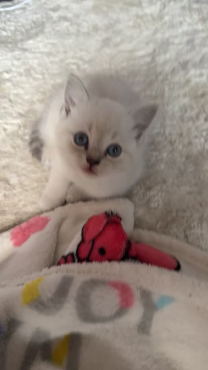 Mixed Breed cats for sale: Ragdoll x kittens for sale  - Video 1