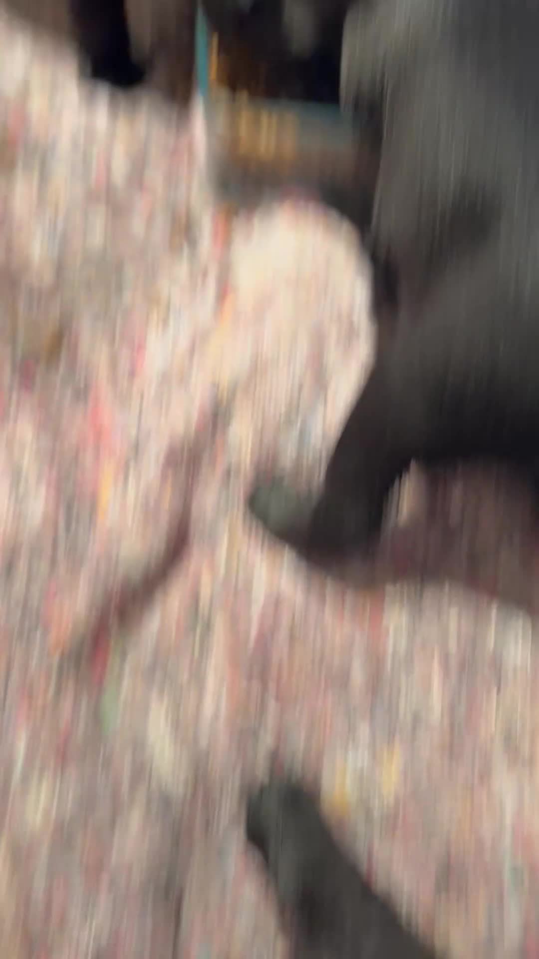 Labrador Retriever dogs for sale: Beautiful KC Reg Lab Pups - Video 1