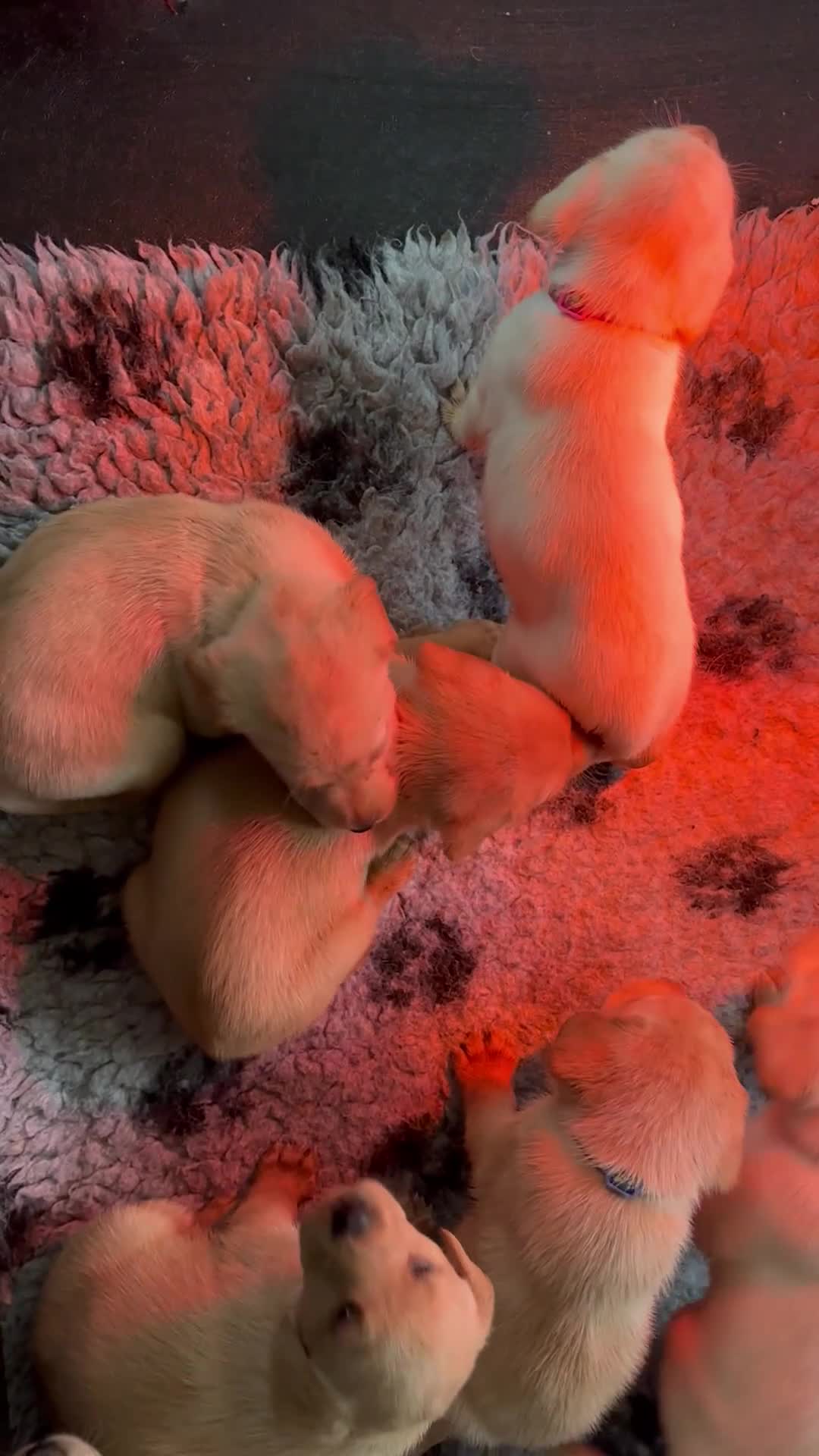 Labrador Retriever dogs for sale: Ready next week! Pretty Perfect Labrador Puppy - Video 2