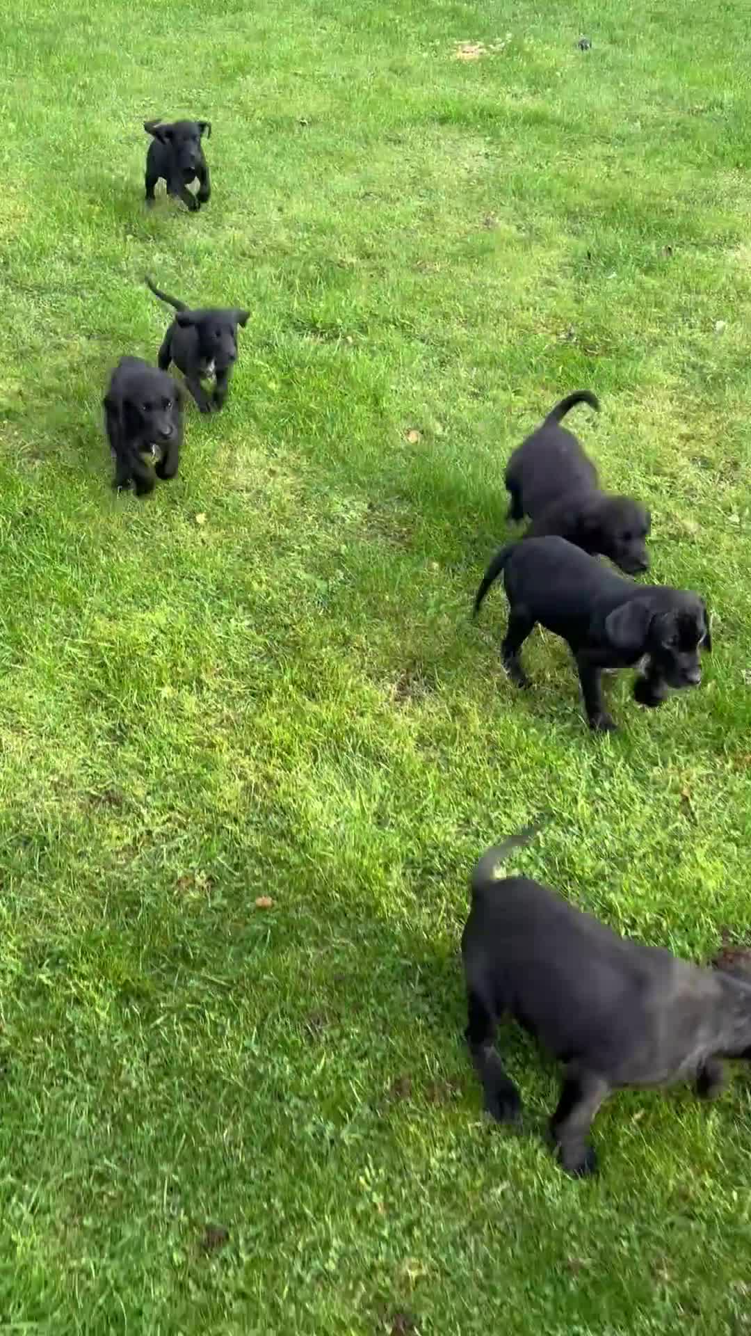 Labrador Retriever dogs for sale: Labrador x GWP bitch  - Video 1