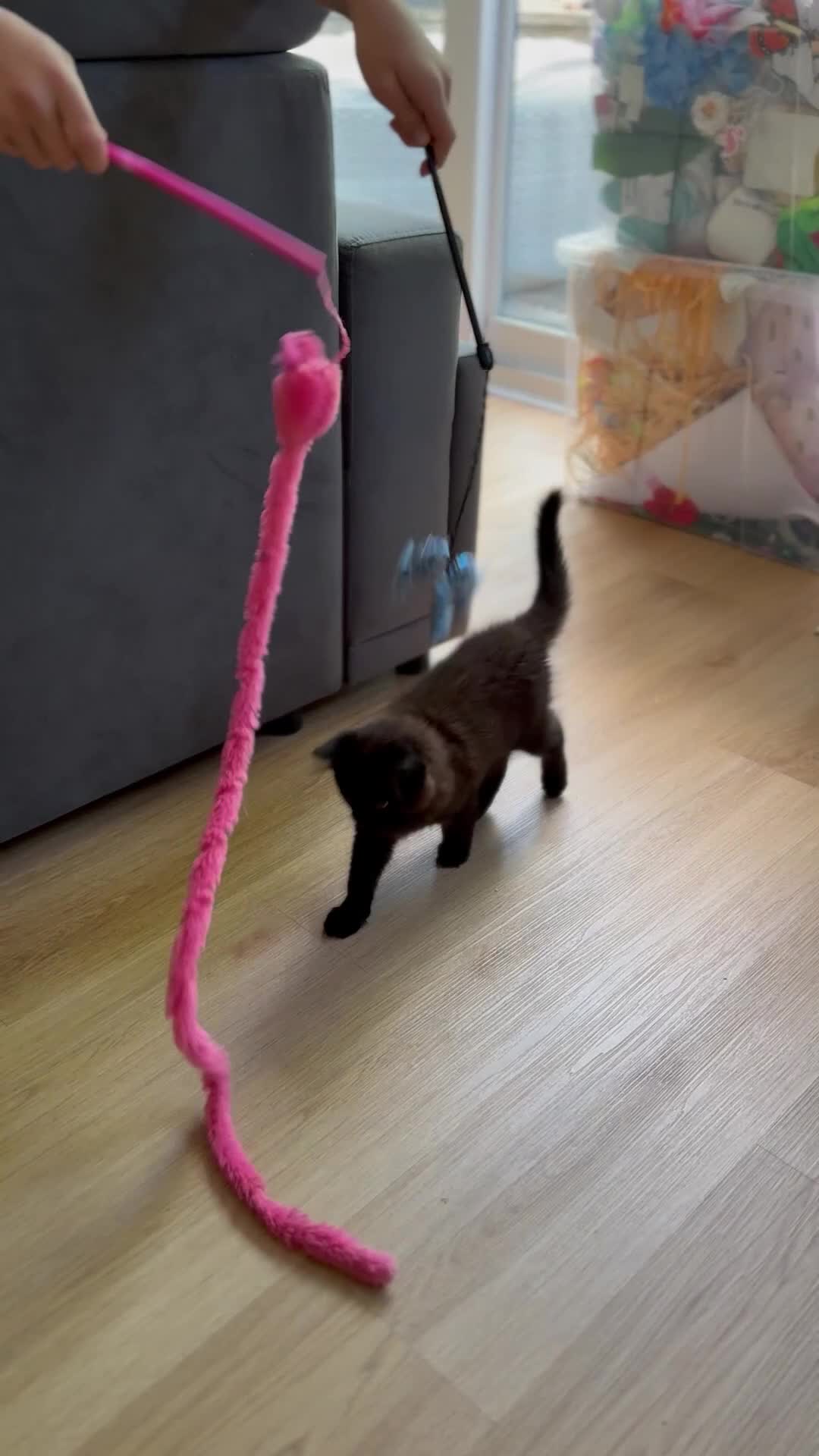 Maine Coon cats for sale: 13week-old fluffy black kitten/part Maine Coon - Video 1